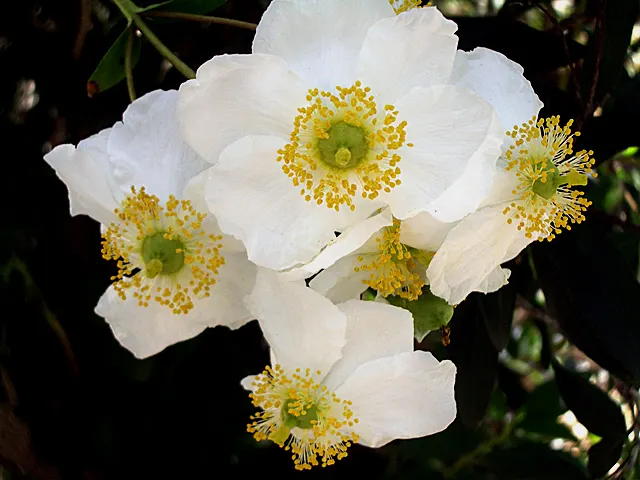 Bush Anemone (Carpenteria Californica) — shrub with white blooms