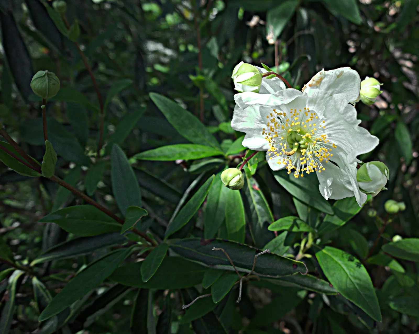 Bush Anemone (Carpenteria Californica) — white flowers in the garden