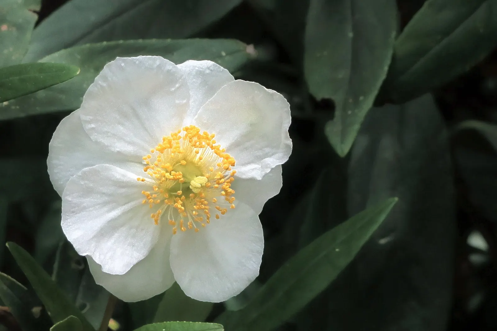 Bush Anemone (Carpenteria Californica) — while drought-tolerant once established
