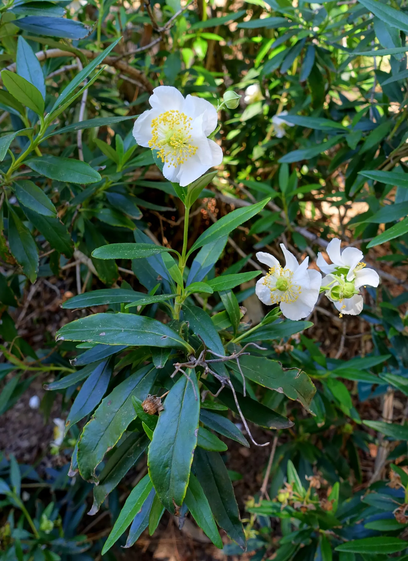 Bush Anemone (Carpenteria Californica) — Holding an esteemed position in the garden