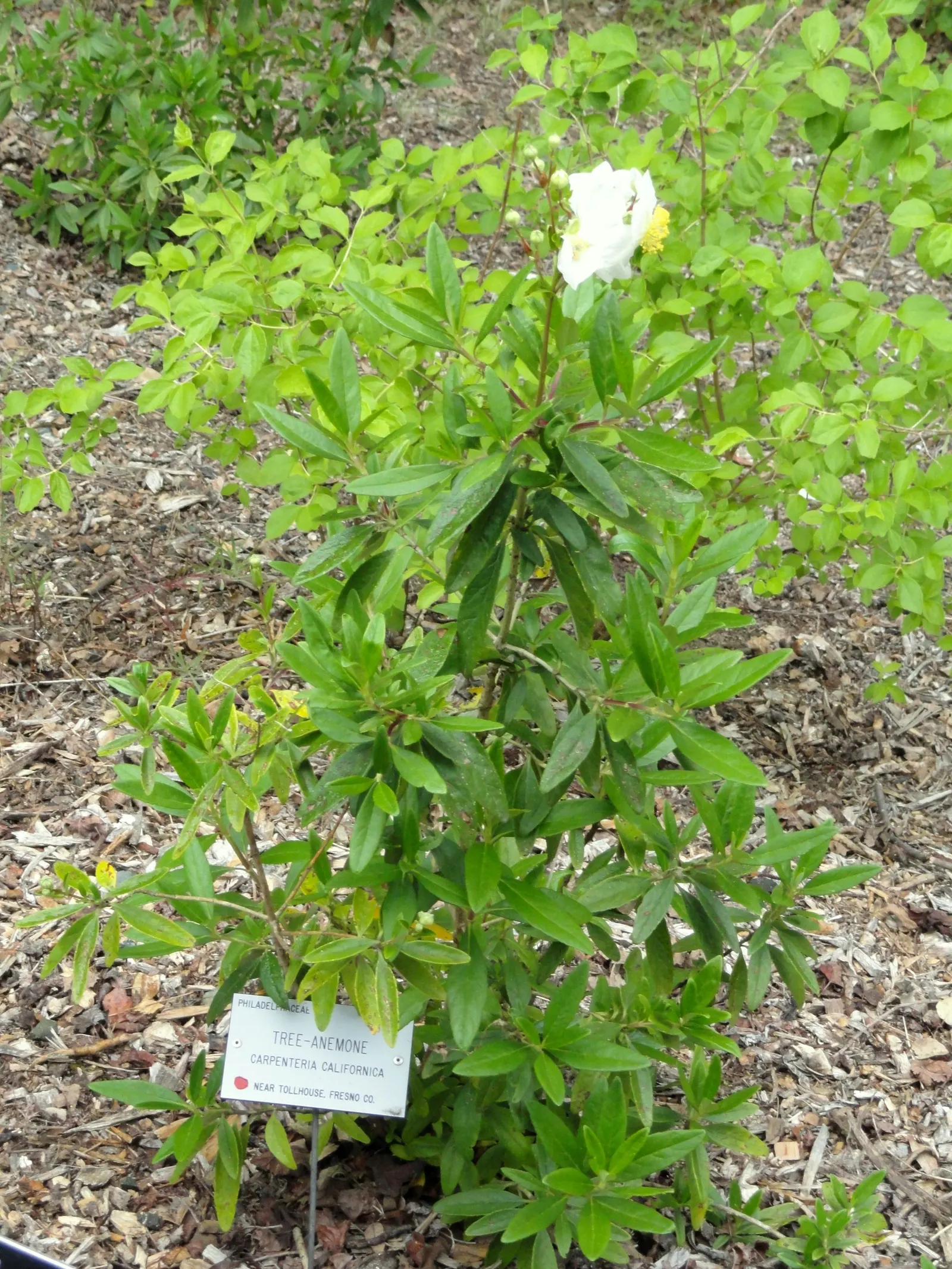 Bush Anemone (Carpenteria Californica) — Bush Anemone (Carpenteria californica) is an evergreen shrub native to California