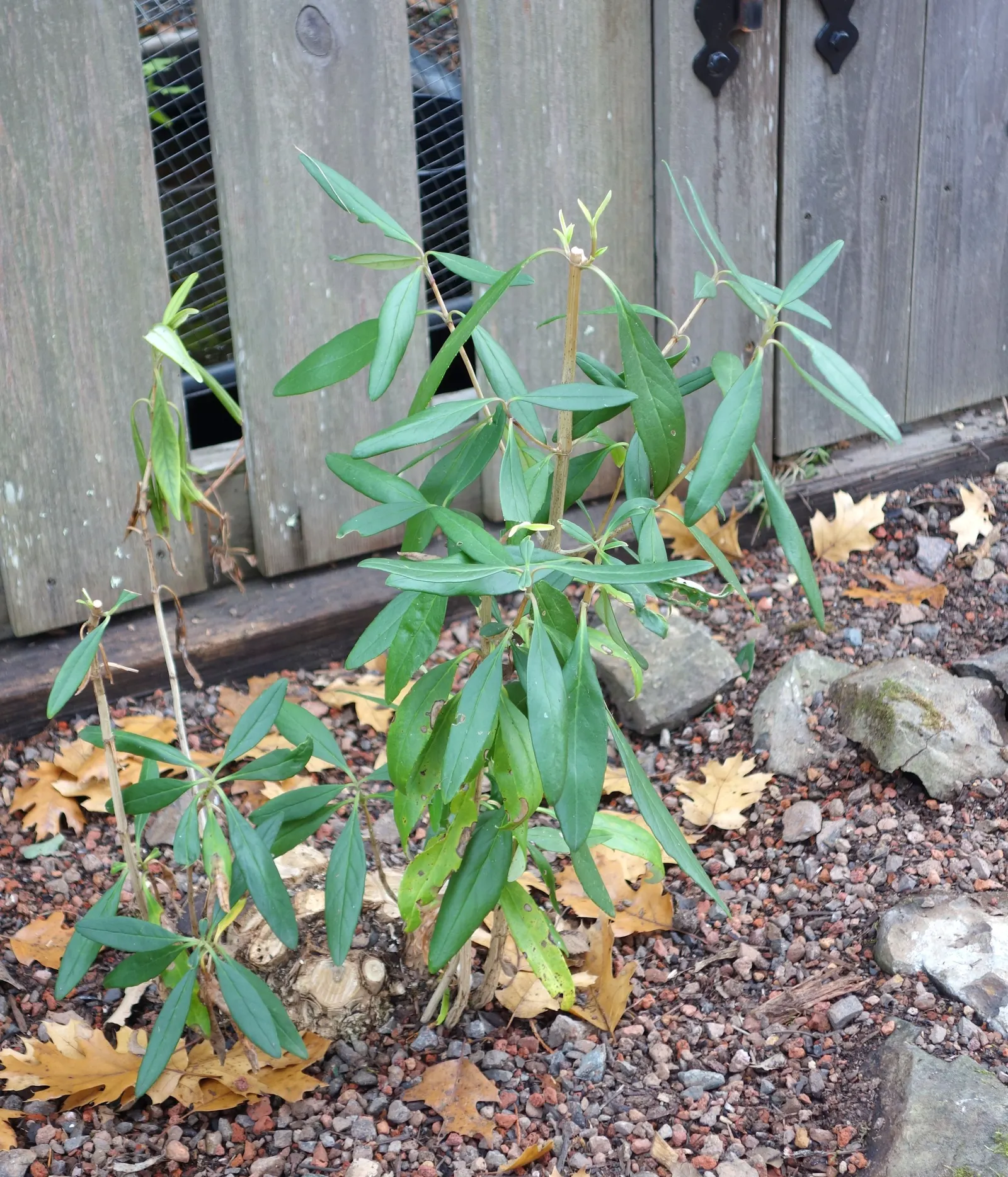Bush Anemone (Carpenteria Californica) — It boasts lush, glossy foliage and grows to a mature size of about 4-6 feet tall and wide