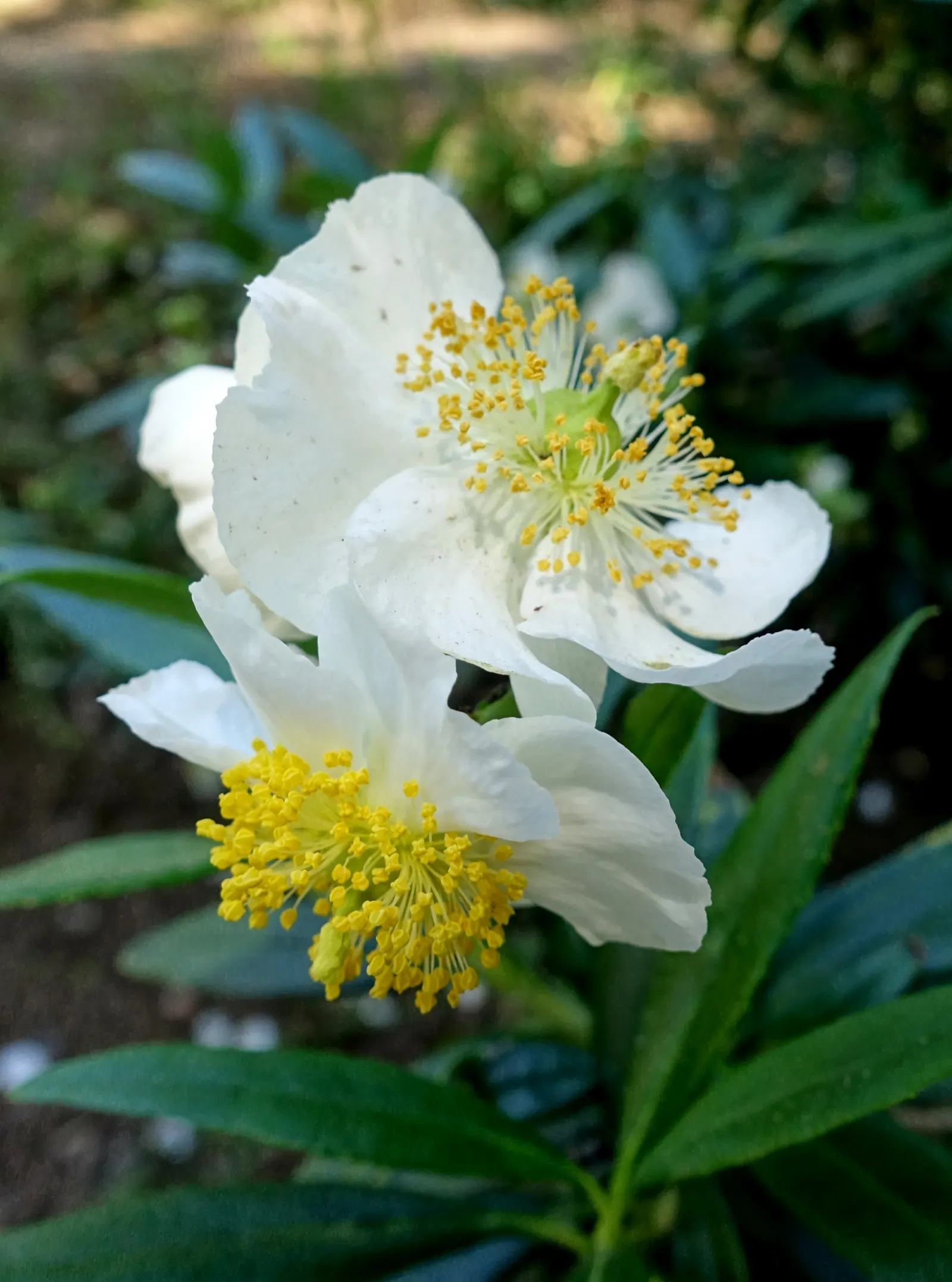 Bush Anemone (Carpenteria Californica) — The leaves are dark green and glossy