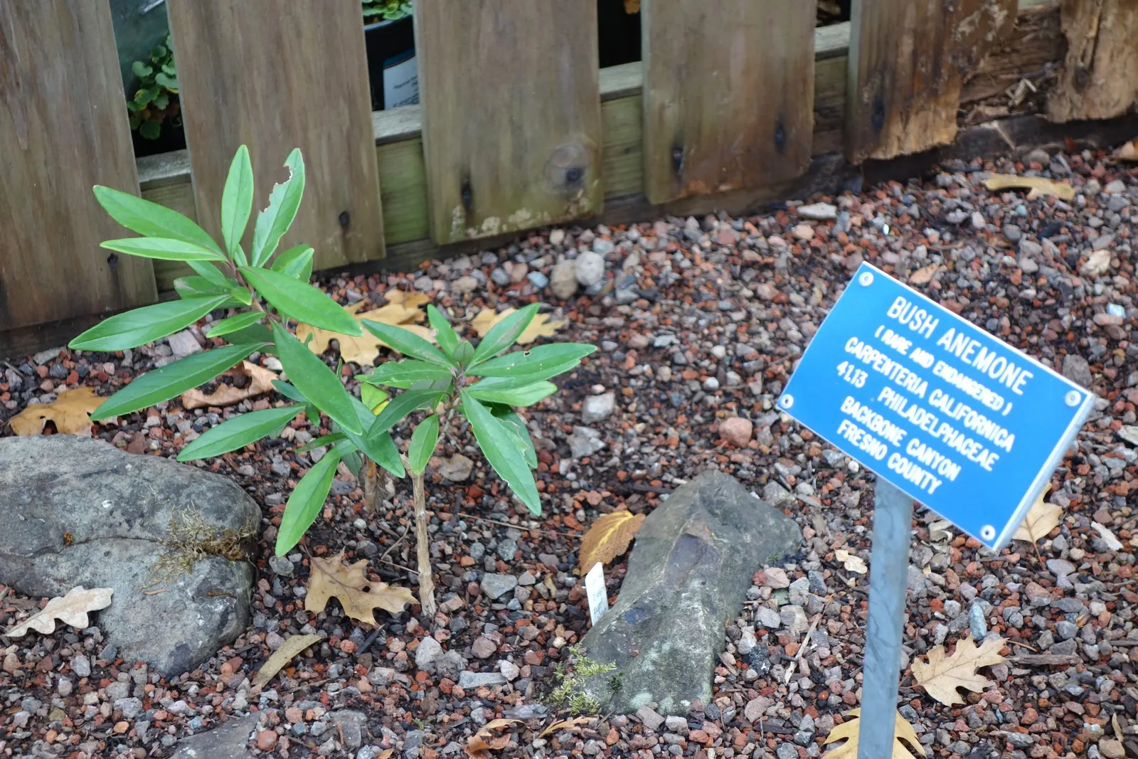 Bush Anemone (Carpenteria Californica) — flourishing in USDA zones 8-10