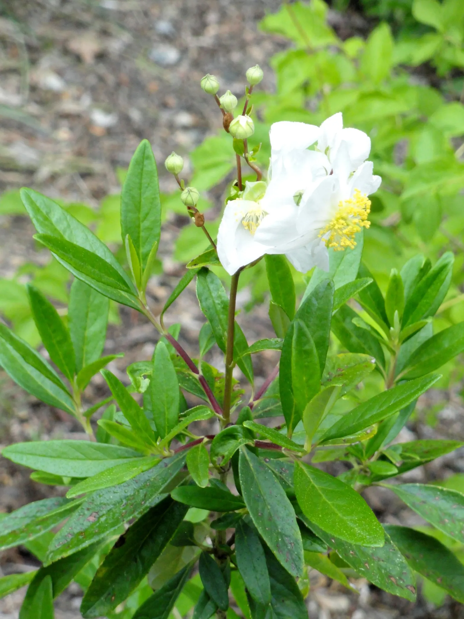 Bush Anemone (Carpenteria Californica) — making it an excellent choice for a focal point or a background plant in a mixed border