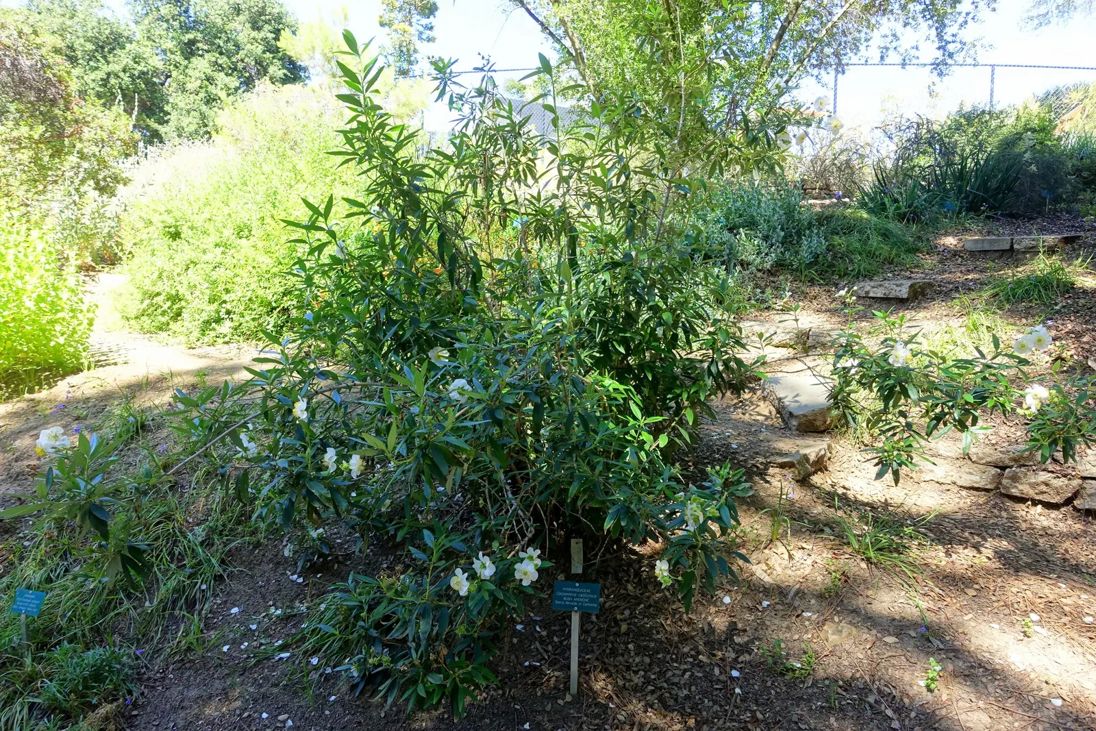 Bush Anemone (Carpenteria Californica) — lanceolate shape that contributes to its elegant appearance and provides year-round interest