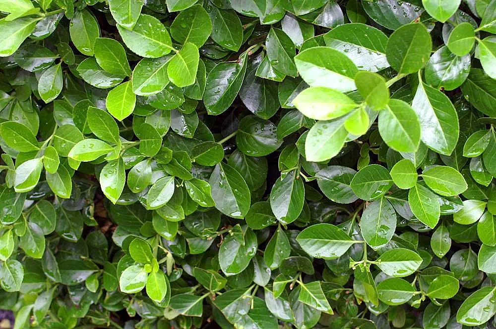 Manhattan Euonymus (Euonymus 'Manhattan') — Hardy in zones 5-9, it thrives in full sun to partial shade
