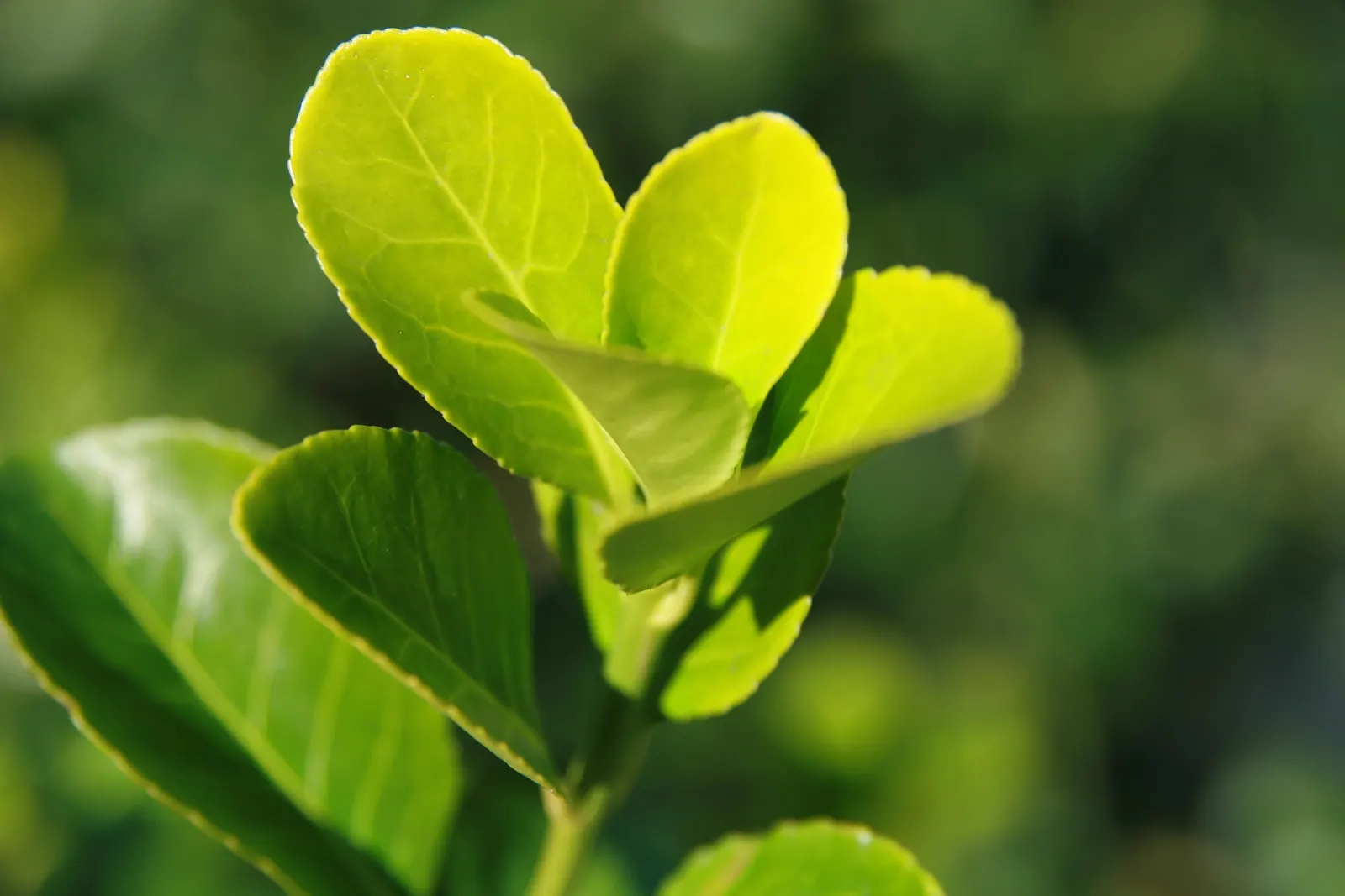 Manhattan Euonymus (Euonymus 'Manhattan') — Birds enjoy its inconspicuous, berry-like fruits