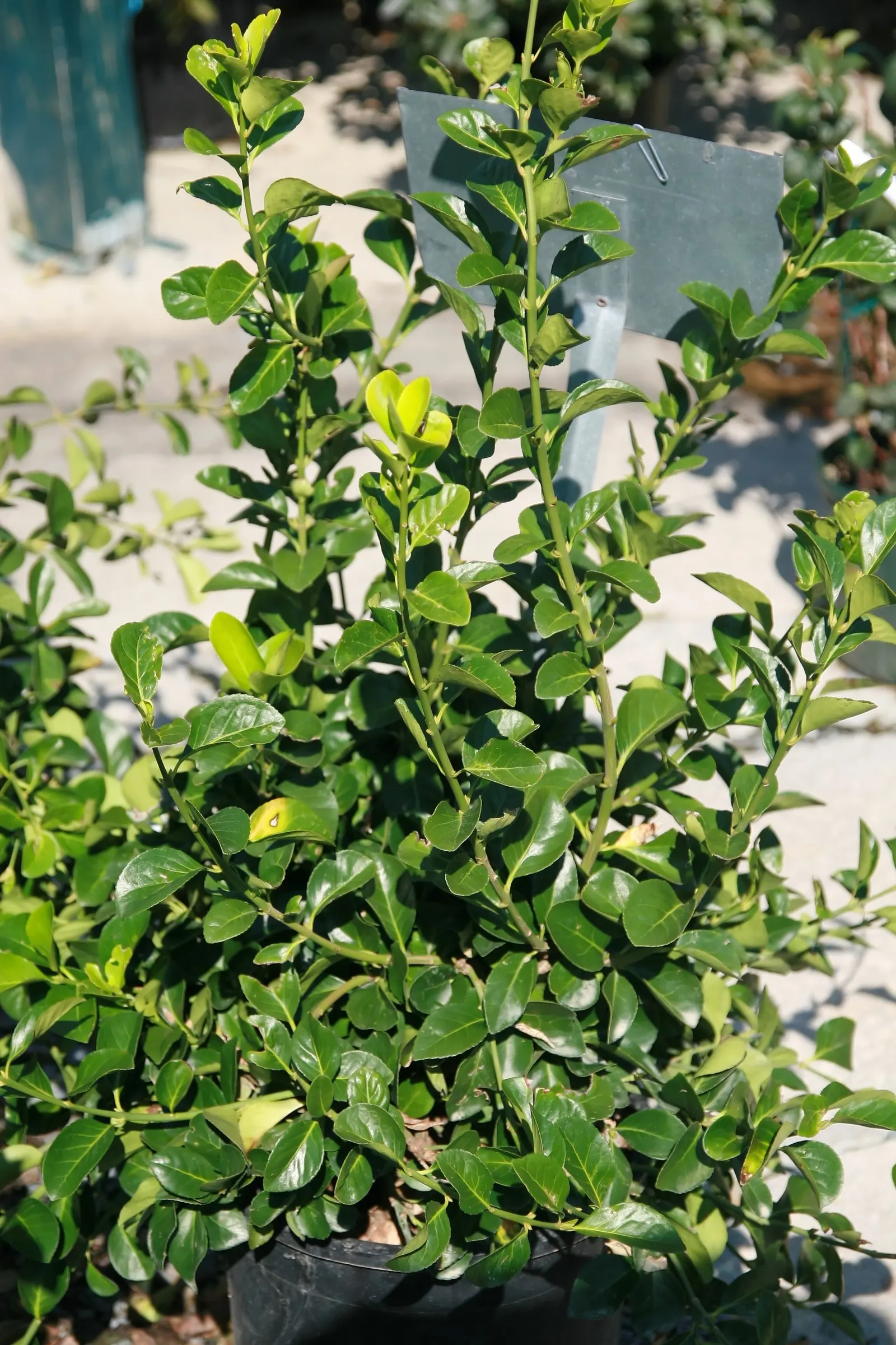 Manhattan Euonymus (Euonymus 'Manhattan') — It reaches 6 to 8 feet tall and 4 to 6 feet wide, with lush, glossy green foliage