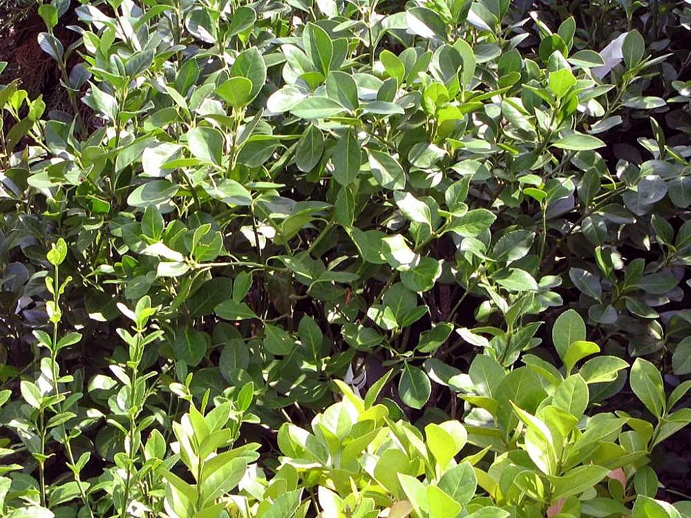 Manhattan Euonymus (Euonymus 'Manhattan') — tolerating a variety of soil types and urban conditions