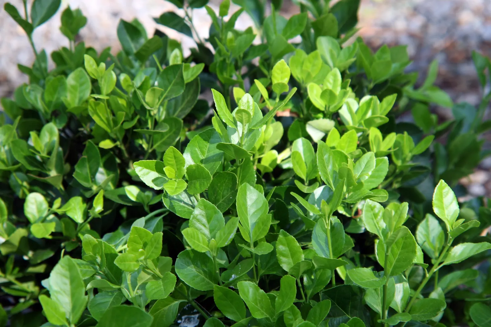 Manhattan Euonymus (Euonymus 'Manhattan') — this low-maintenance plant provides year-round interest