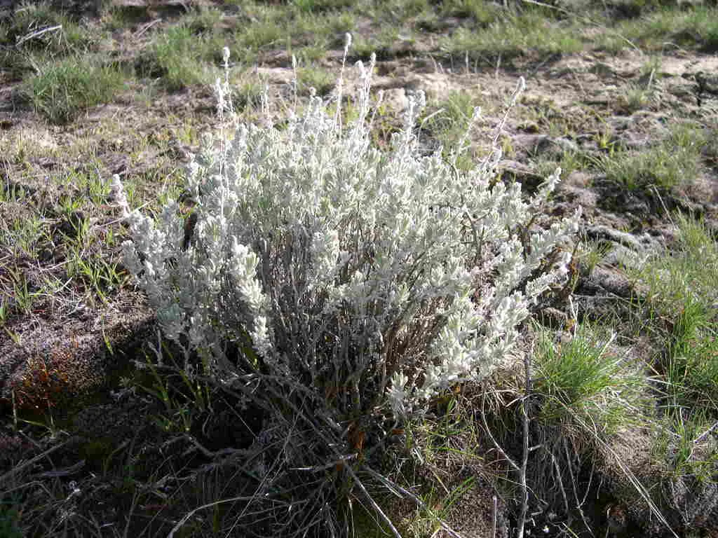 Desert Winterfat (Krascheninnikovia Lanata) — scientifically known as Krascheninnikovia lanata; winterfat's fluffy white seed heads add a delicate, image 39