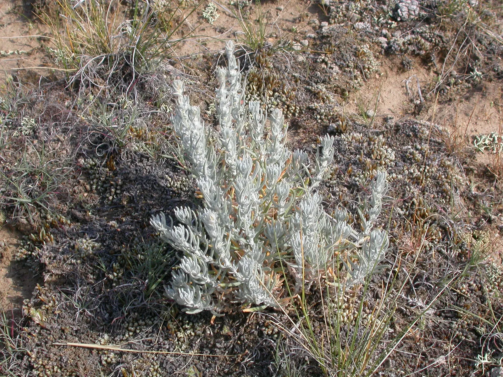 Desert Winterfat (Krascheninnikovia Lanata) — scientifically known as Krascheninnikovia lanata