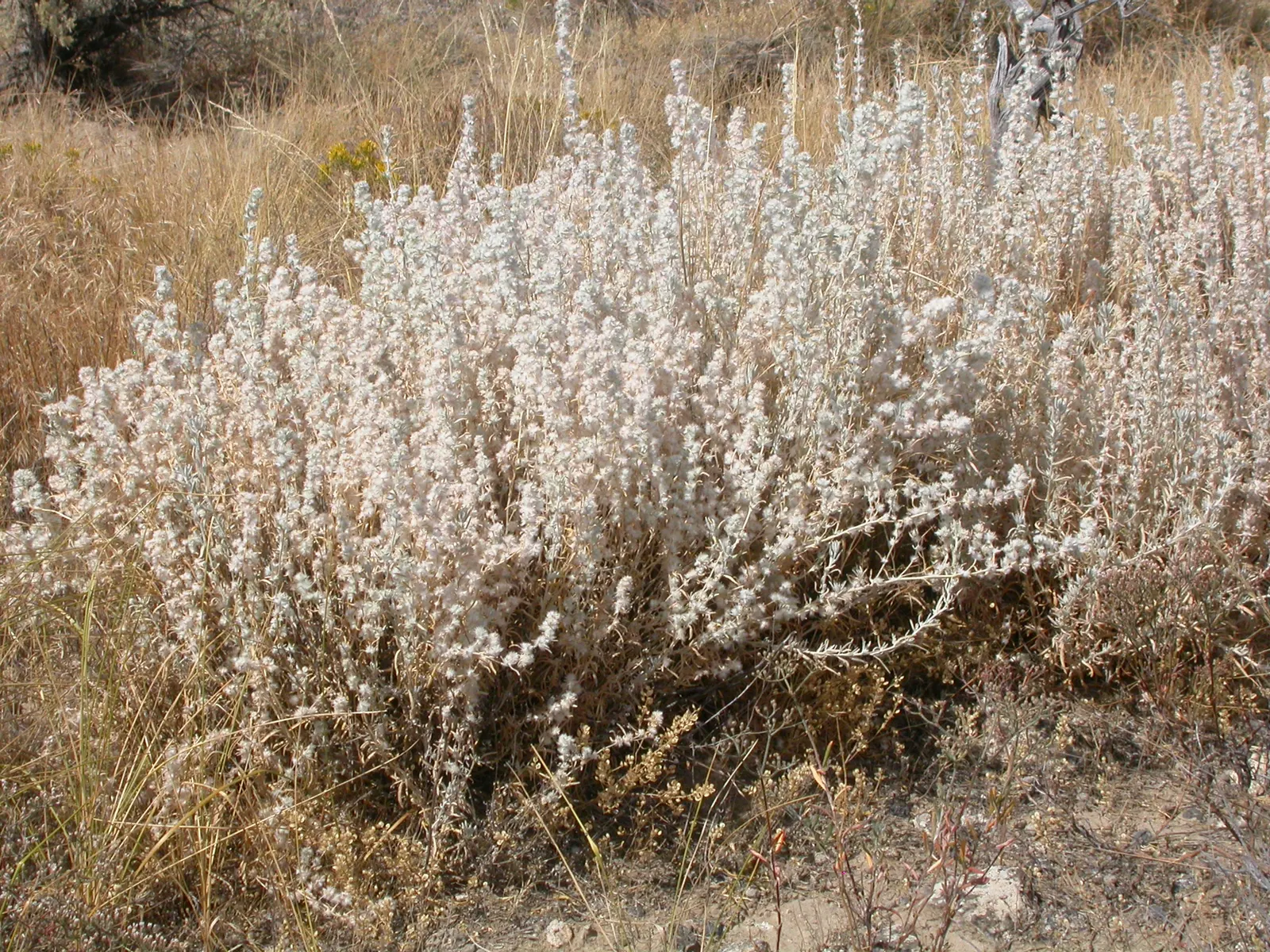 Desert Winterfat (Krascheninnikovia Lanata) — It's prized for its silvery foliage and ability to thrive in arid conditions (USDA zones 4-9)