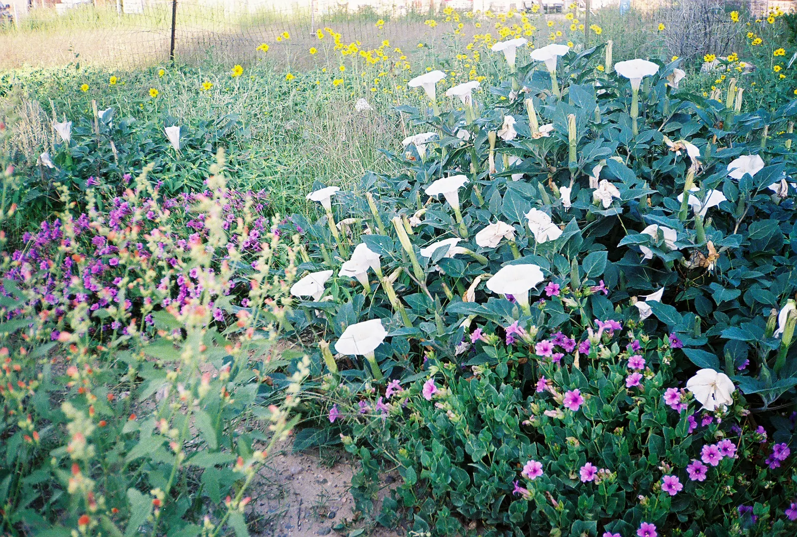 Desert Winterfat (Krascheninnikovia Lanata) — is a hardy perennial shrub reaching 2-4 feet in height with a similar spread; adding a delicate texture to the