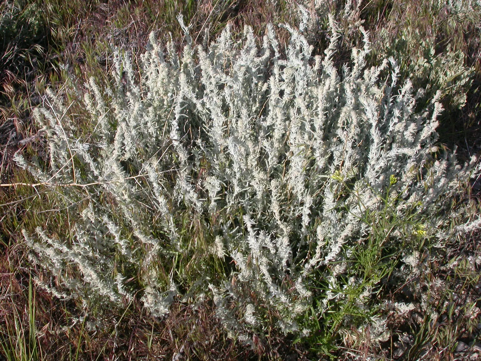 Desert Winterfat (Krascheninnikovia Lanata) — Krascheninnikovia lanata thrives in full sun exposure and prefers well-drained soils; grass for full