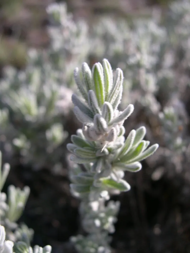 Desert Winterfat (Krascheninnikovia Lanata) — grass with white blooms