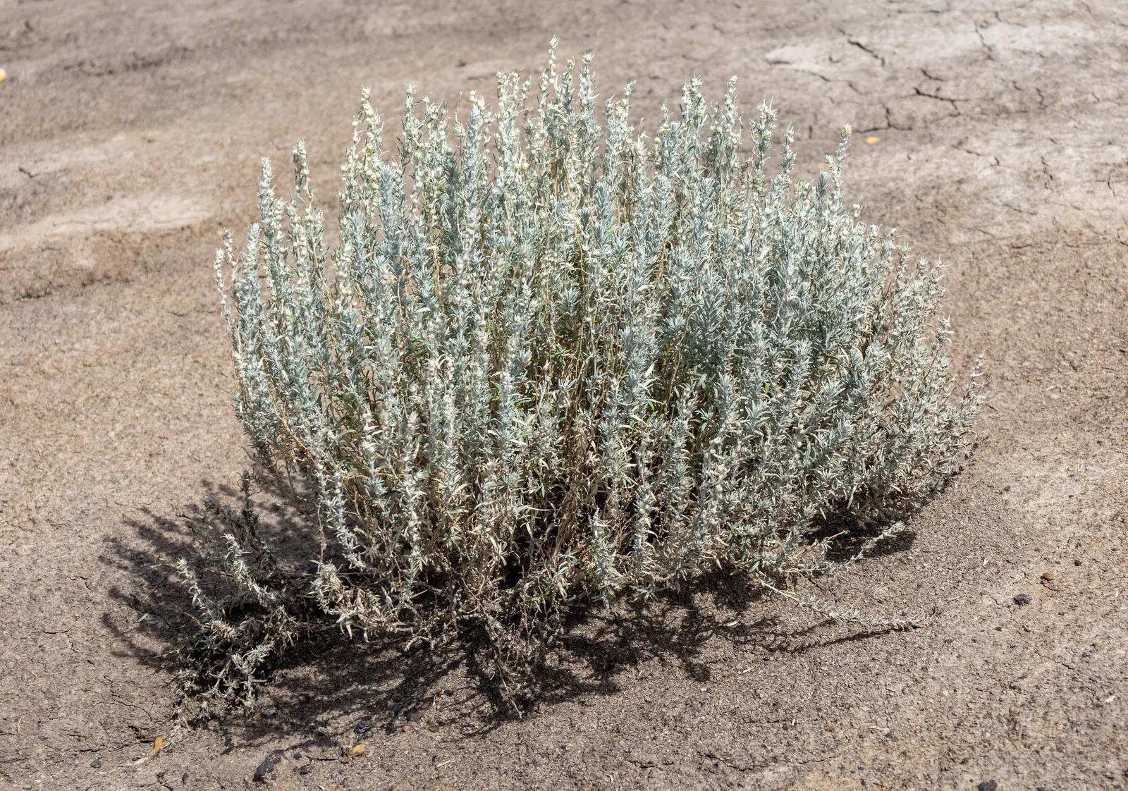 Desert Winterfat (Krascheninnikovia Lanata) — Requires full sun with minimal water once established; creating an ethereal effect.<br><br>Well-adapted to USDA