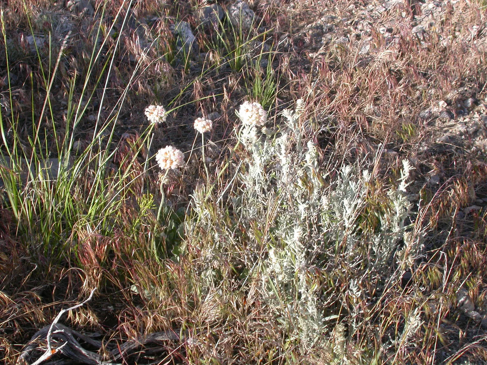 Desert Winterfat (Krascheninnikovia Lanata) — providing a substantial ground cover