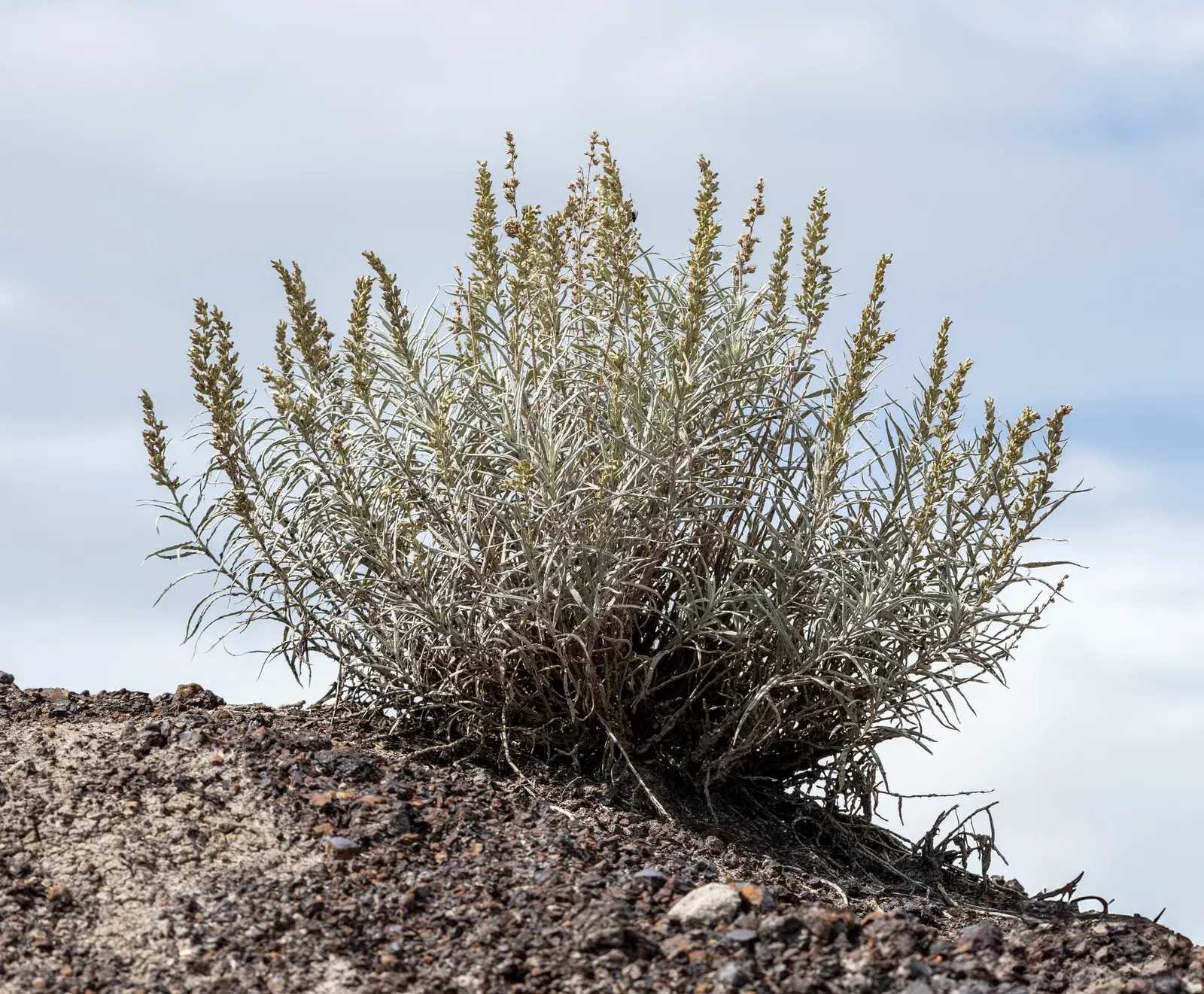 Desert Winterfat (Krascheninnikovia Lanata) — creating an ethereal effect.<br><br>Well-adapted to USDA Hardiness Zones 4 to 9