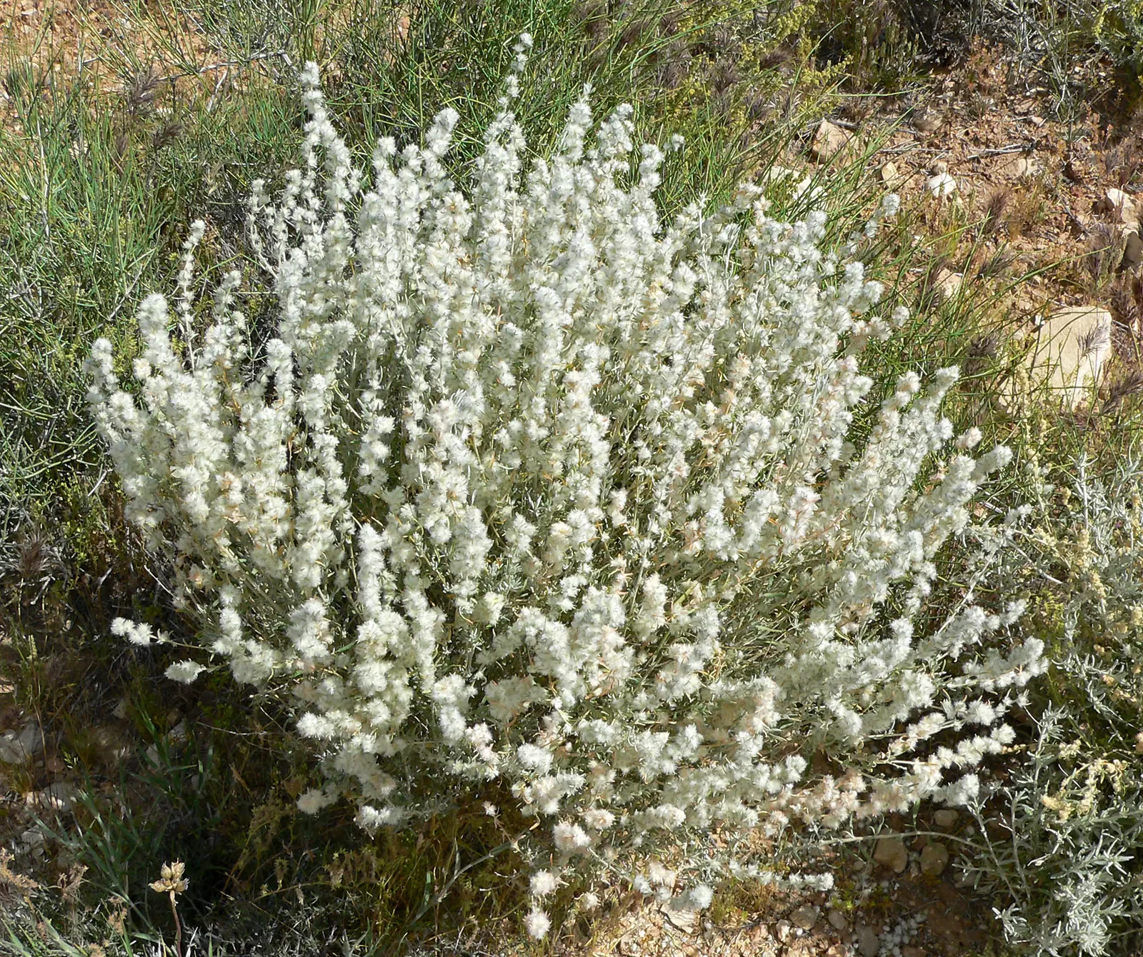 Desert Winterfat (Krascheninnikovia Lanata) — This drought-tolerant species typically reaches 1.5 to 3 feet in height and spreads out 2 to 4 feet; it is an