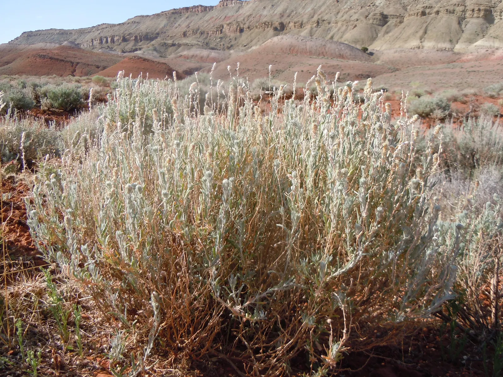 Desert Winterfat (Krascheninnikovia Lanata) — grass for full; providing food and shelter