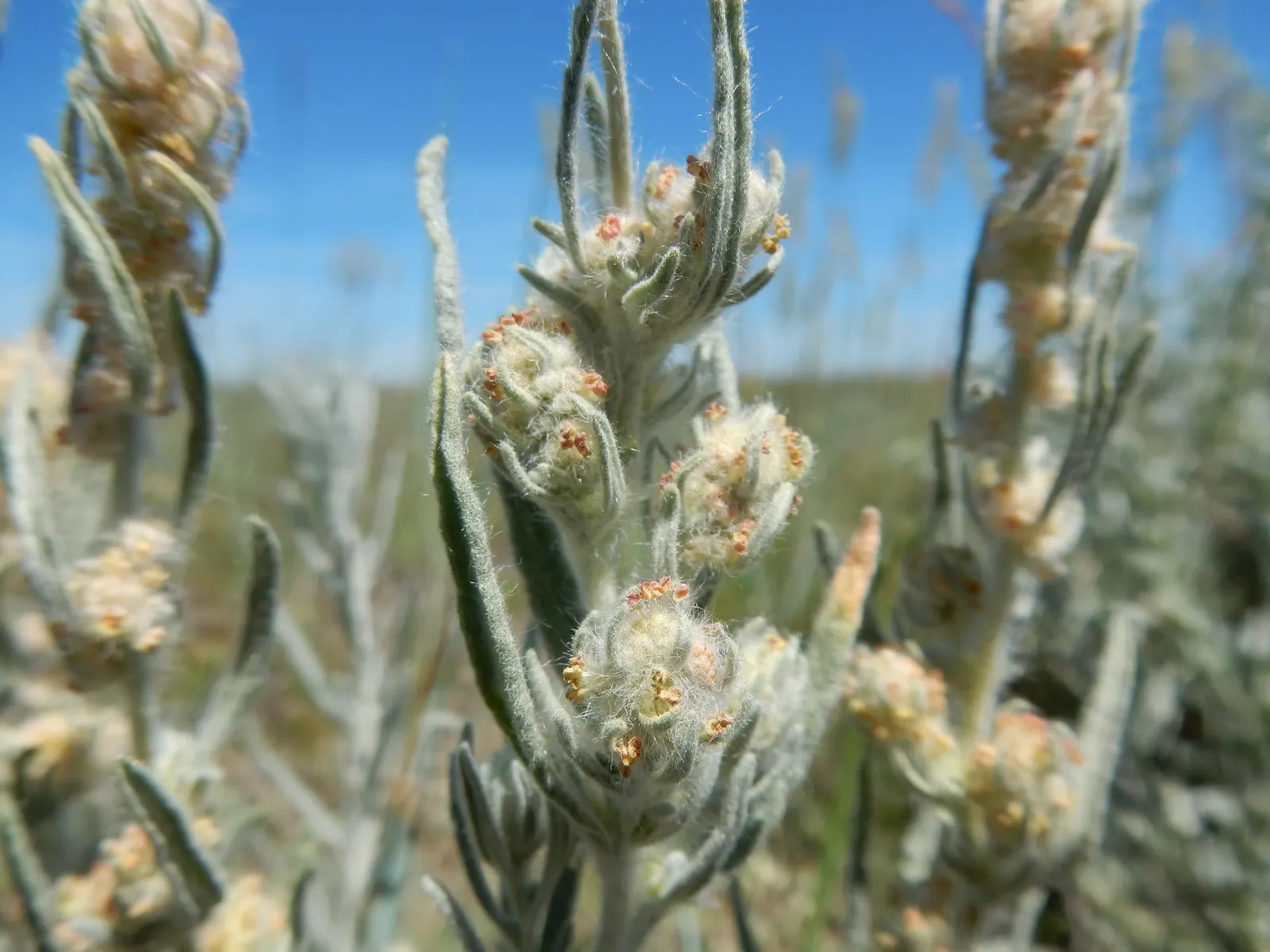 Desert Winterfat (Krascheninnikovia Lanata) — making it an excellent choice for xeriscaping and wildlife habitats