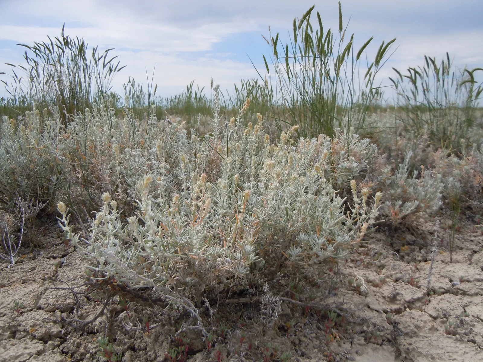 Desert Winterfat (Krascheninnikovia Lanata) — is a hardy perennial shrub reaching 2-4 feet in height with a similar spread