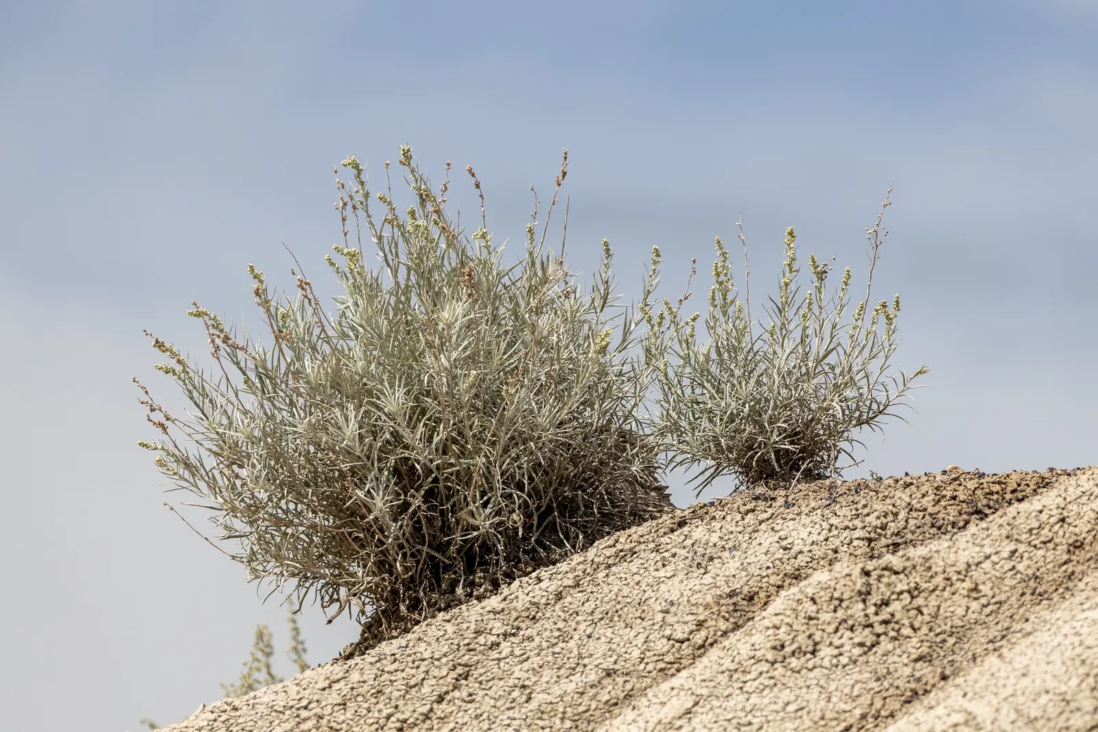 Desert Winterfat (Krascheninnikovia Lanata) — grass for full