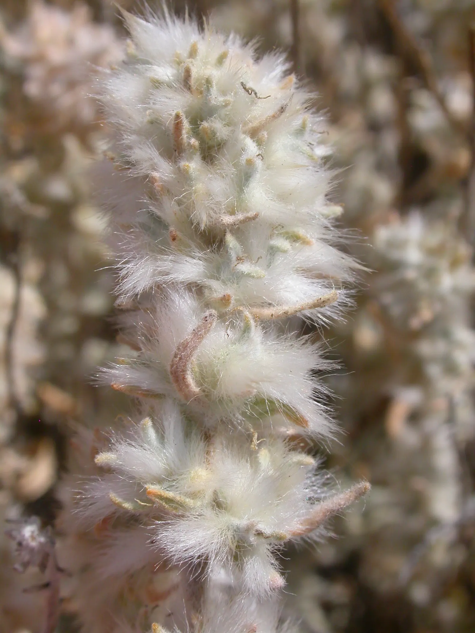 Desert Winterfat (Krascheninnikovia Lanata) — This drought-tolerant species typically reaches 1.5 to 3 feet in height and spreads out 2 to 4 feet