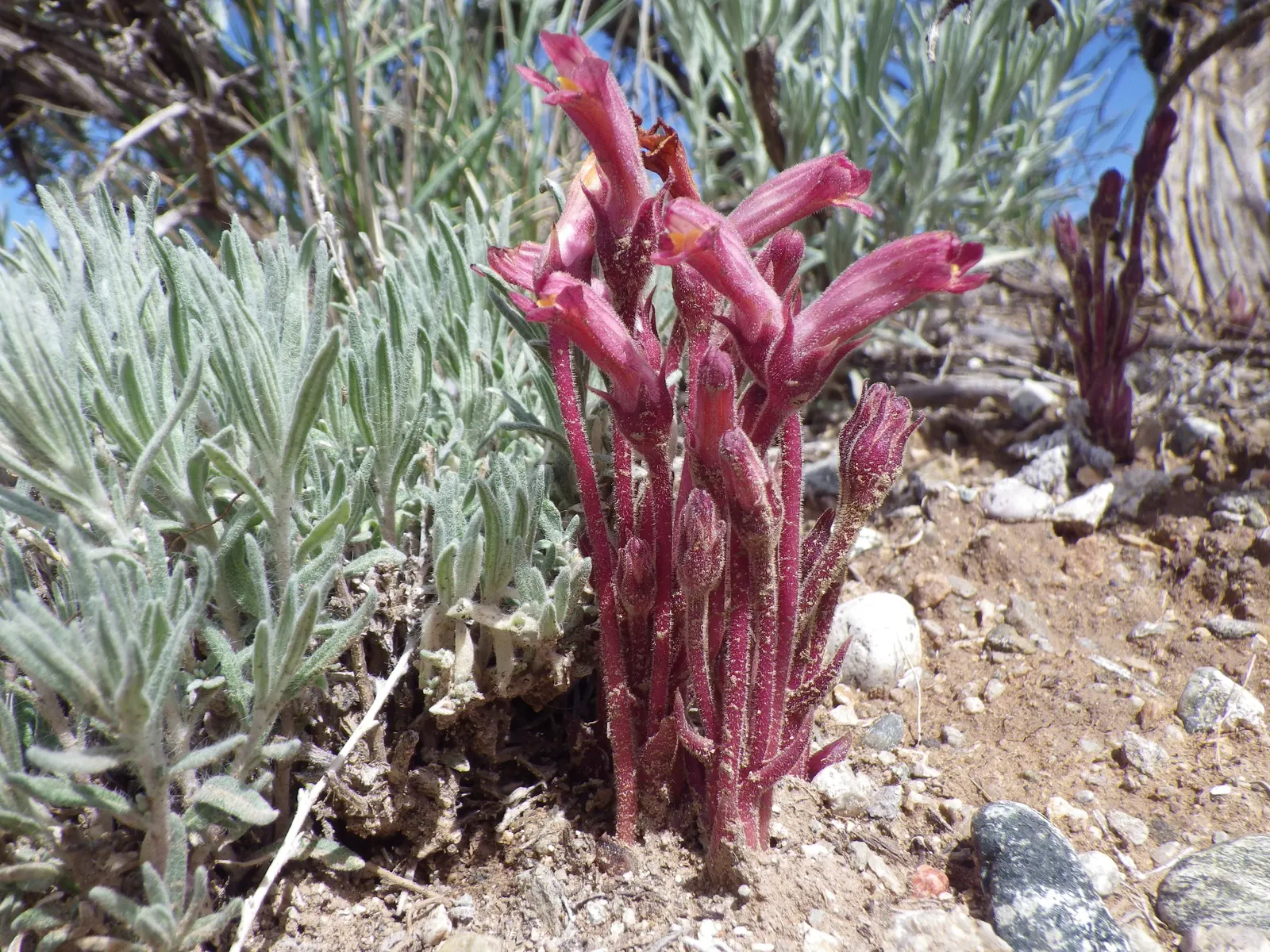 Desert Winterfat (Krascheninnikovia Lanata) — providing a substantial ground cover; it's prized for its silvery foliage and ability to thrive in arid