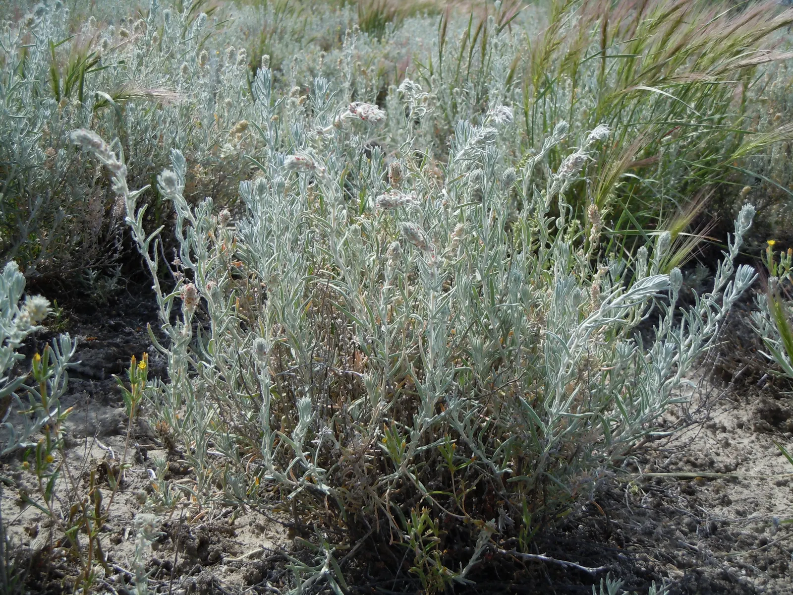 Desert Winterfat (Krascheninnikovia Lanata) — white flowers in the garden