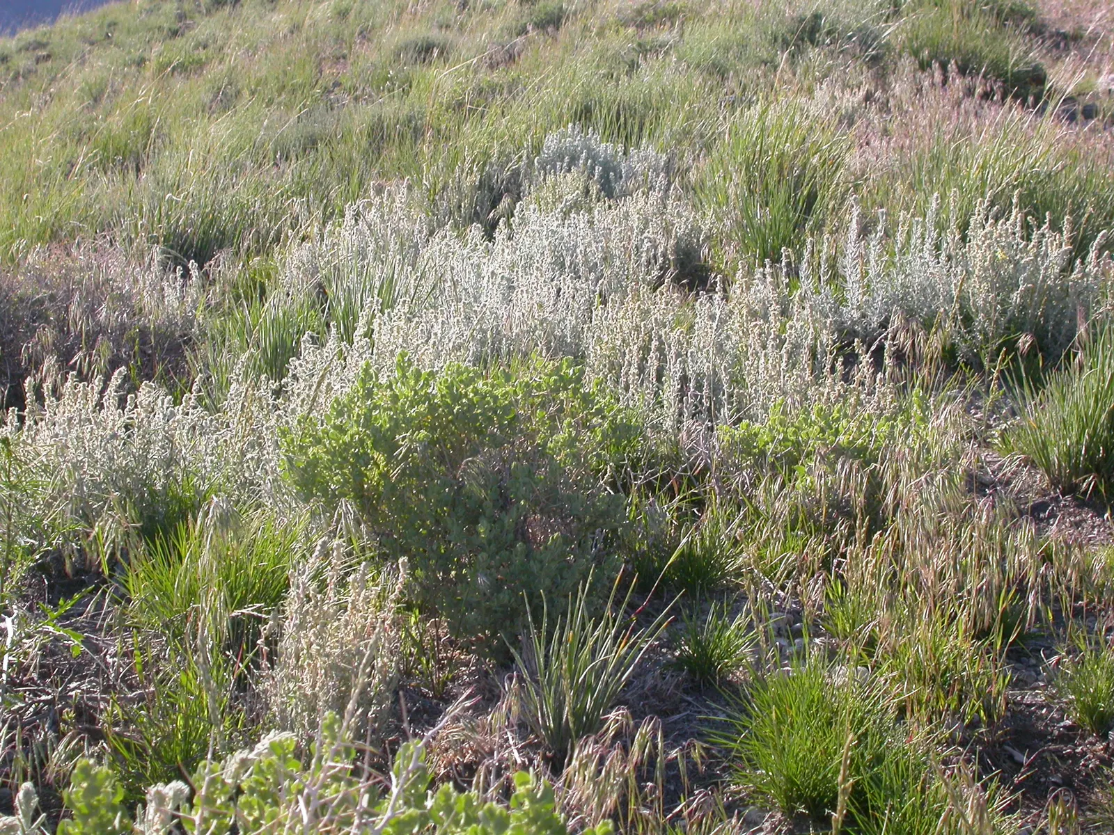 Desert Winterfat (Krascheninnikovia Lanata) — These seed heads are particularly attractive when backlit by the low winter sun; requires full sun with minimal