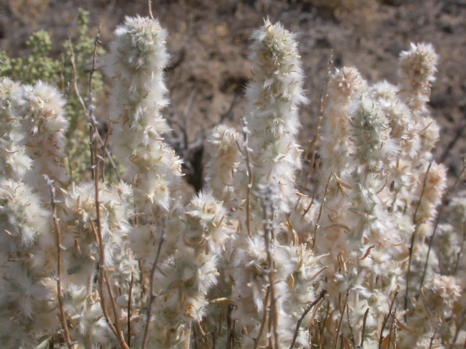 Desert Winterfat (Krascheninnikovia Lanata) — adding a delicate texture to the autumn and winter garden scene; white flowers in the garden