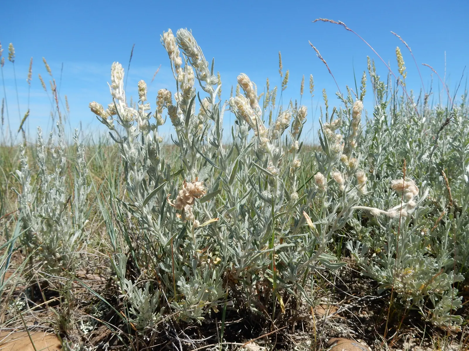 Desert Winterfat (Krascheninnikovia Lanata) — Requires full sun with minimal water once established