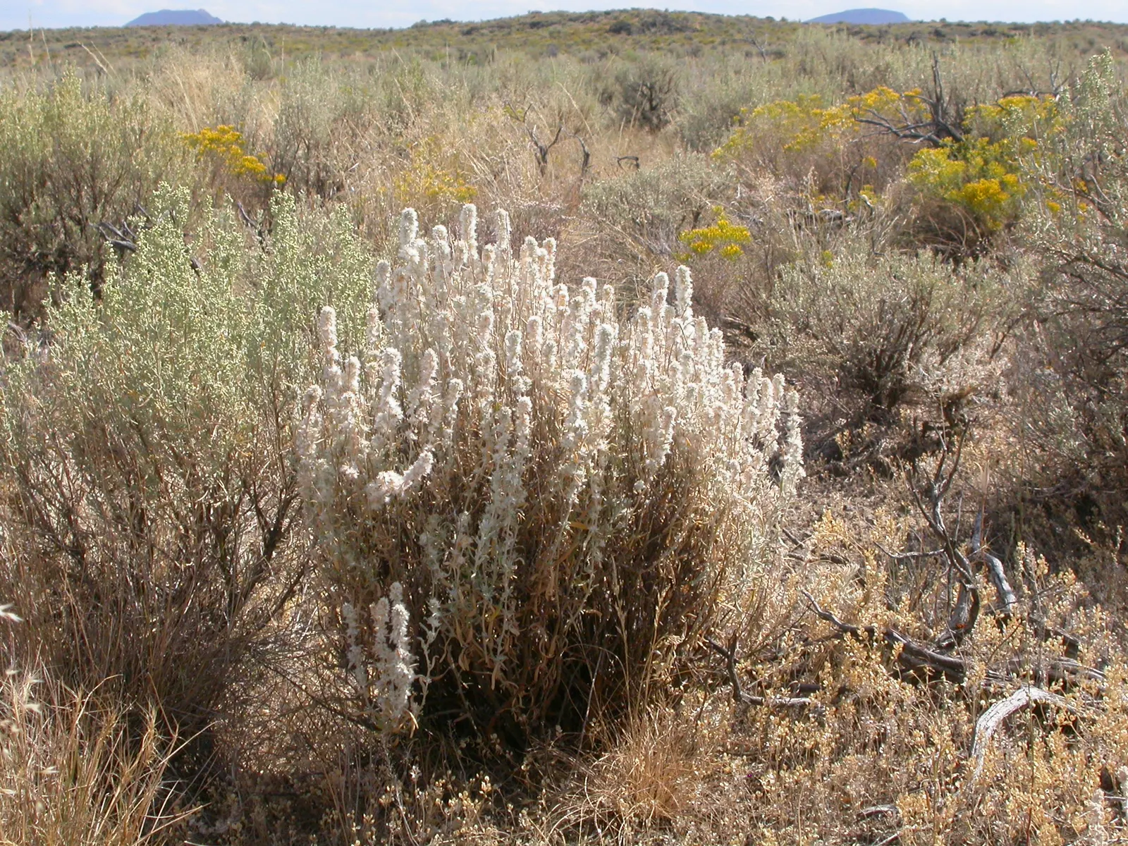 Desert Winterfat (Krascheninnikovia Lanata) — Winterfat's fluffy white seed heads add a delicate texture to drought-tolerant landscapes