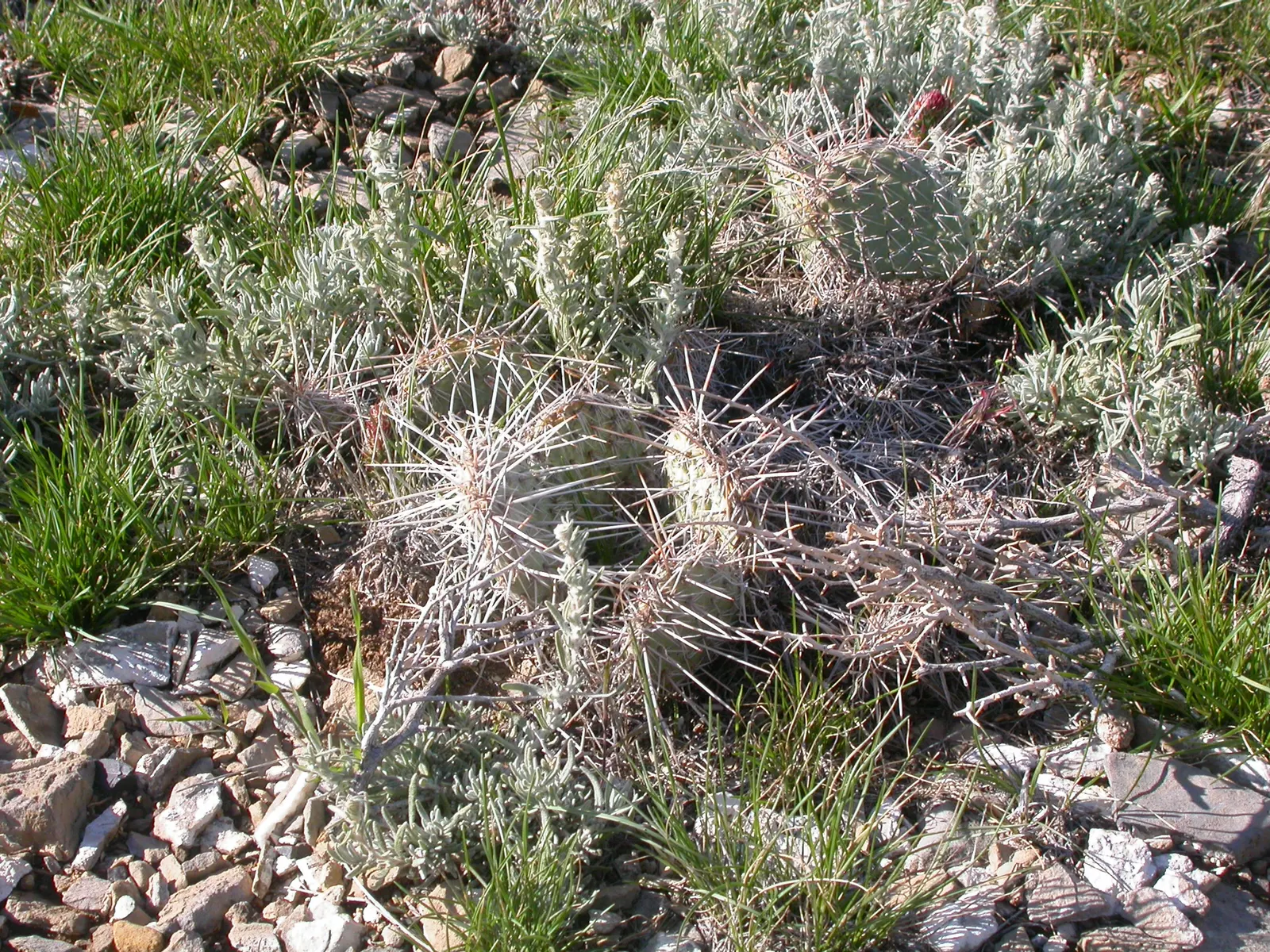Desert Winterfat (Krascheninnikovia Lanata) — These seed heads are particularly attractive when backlit by the low winter sun