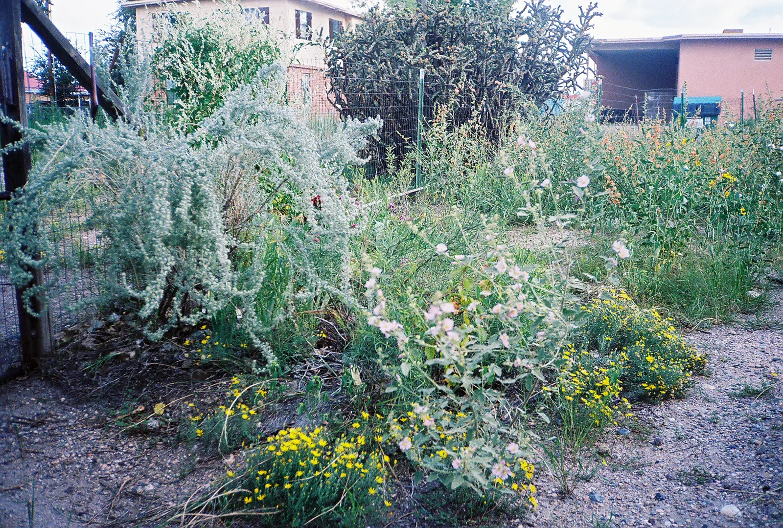 Desert Winterfat (Krascheninnikovia Lanata) — producing inconspicuous flowers that give way to silken plumes, image 29