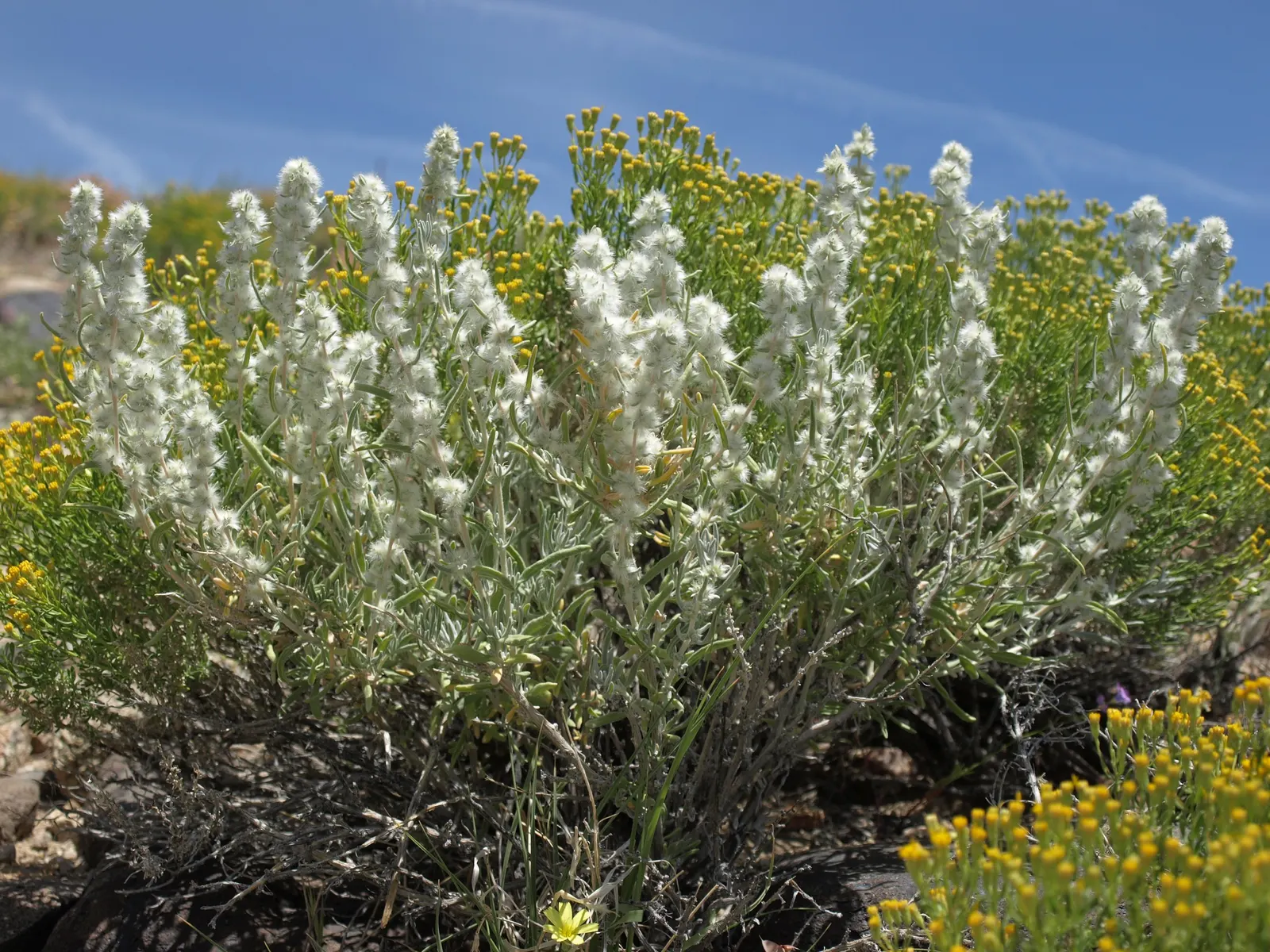 Desert Winterfat (Krascheninnikovia Lanata) — scientifically known as Krascheninnikovia lanata; winterfat's fluffy white seed heads add a delicate texture to