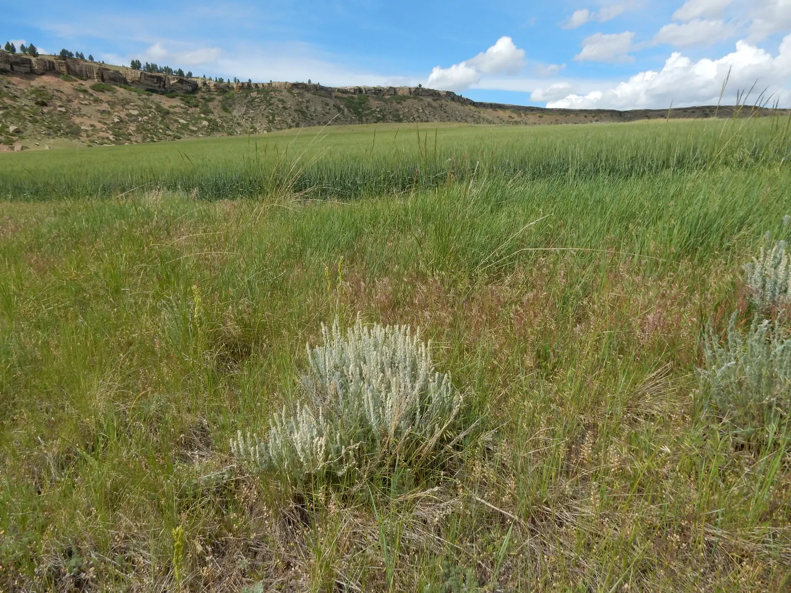 Desert Winterfat (Krascheninnikovia Lanata) — Winterfat's fluffy white seed heads add a delicate texture to drought-tolerant landscapes; making it an excellent