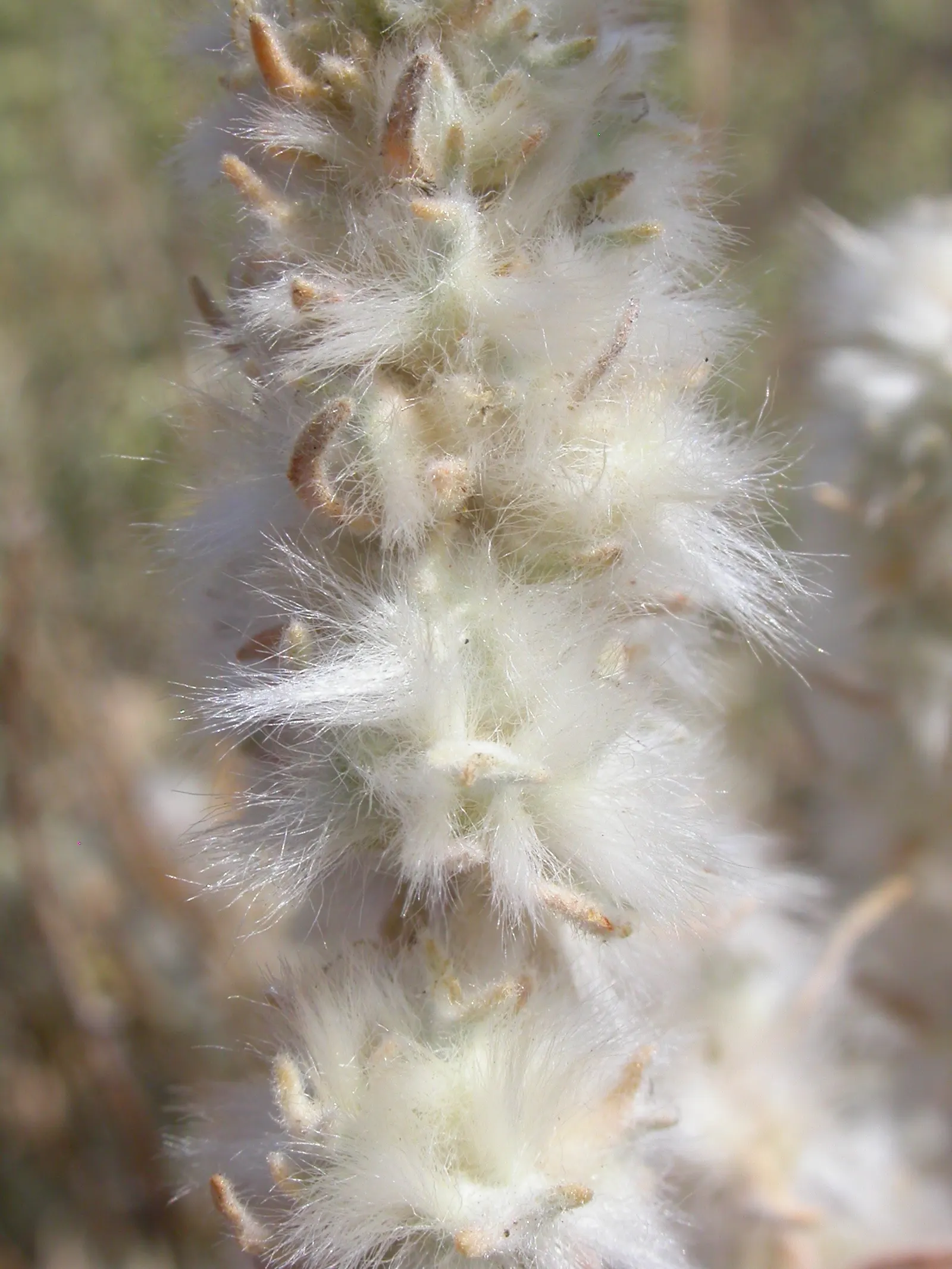 Desert Winterfat (Krascheninnikovia Lanata) — white flowers in the garden; is a hardy perennial shrub reaching 2-4 feet in height with a similar spread
