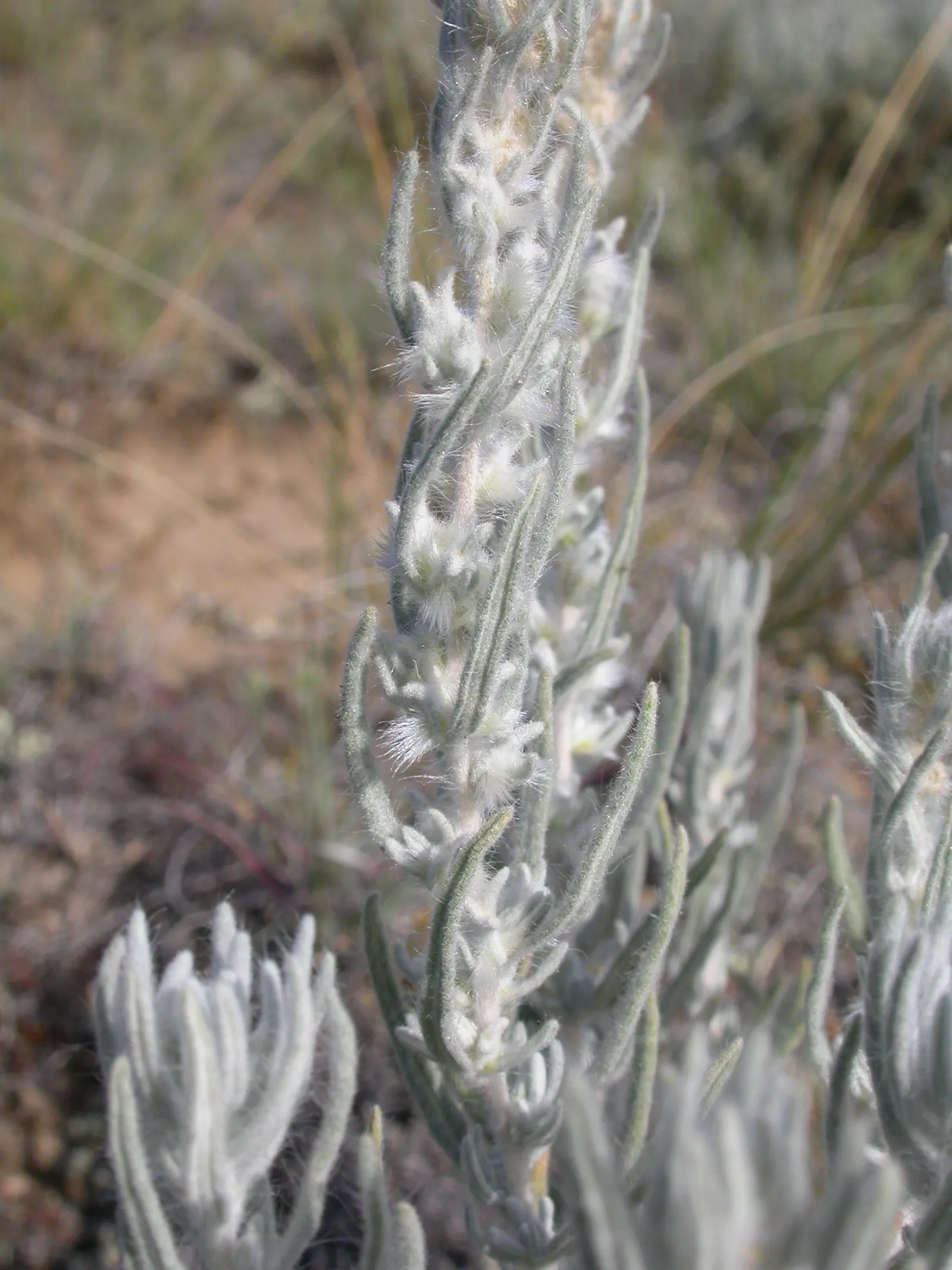 Desert Winterfat (Krascheninnikovia Lanata) — is a perennial shrub that brings both visual interest and hardiness to any arid landscape design