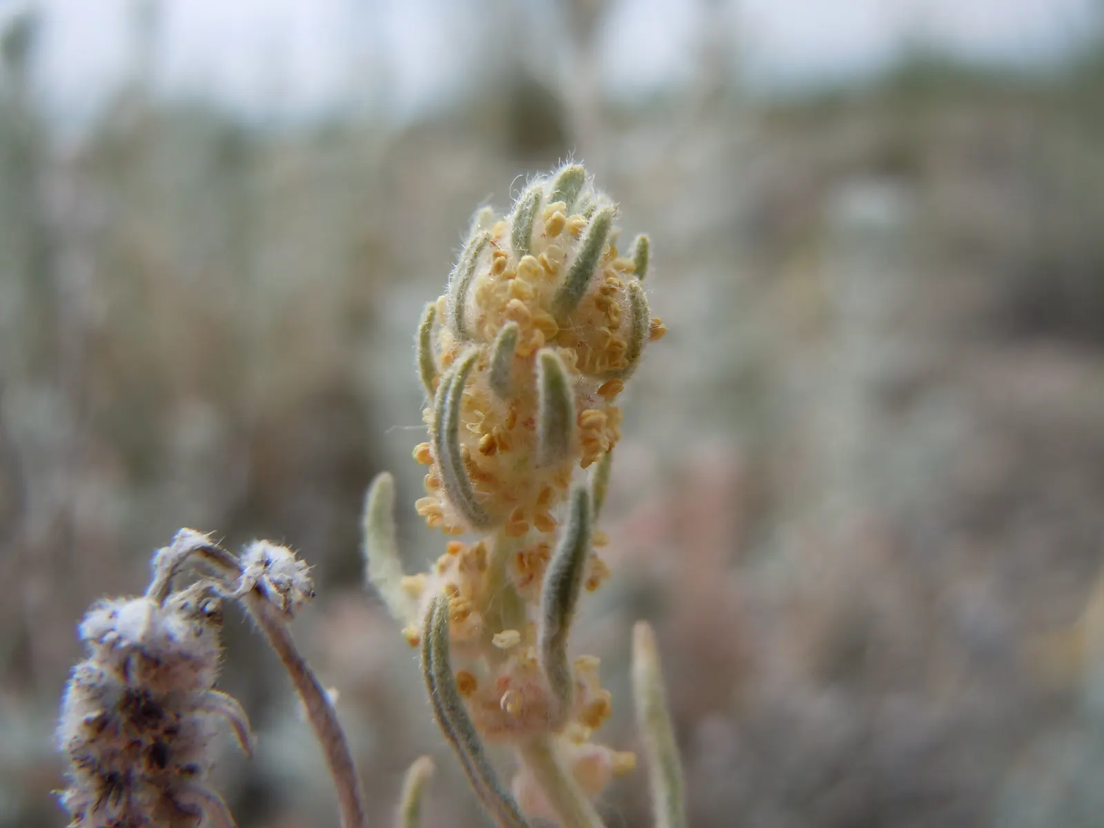 Desert Winterfat (Krascheninnikovia Lanata) — grass with white blooms; providing a substantial ground cover