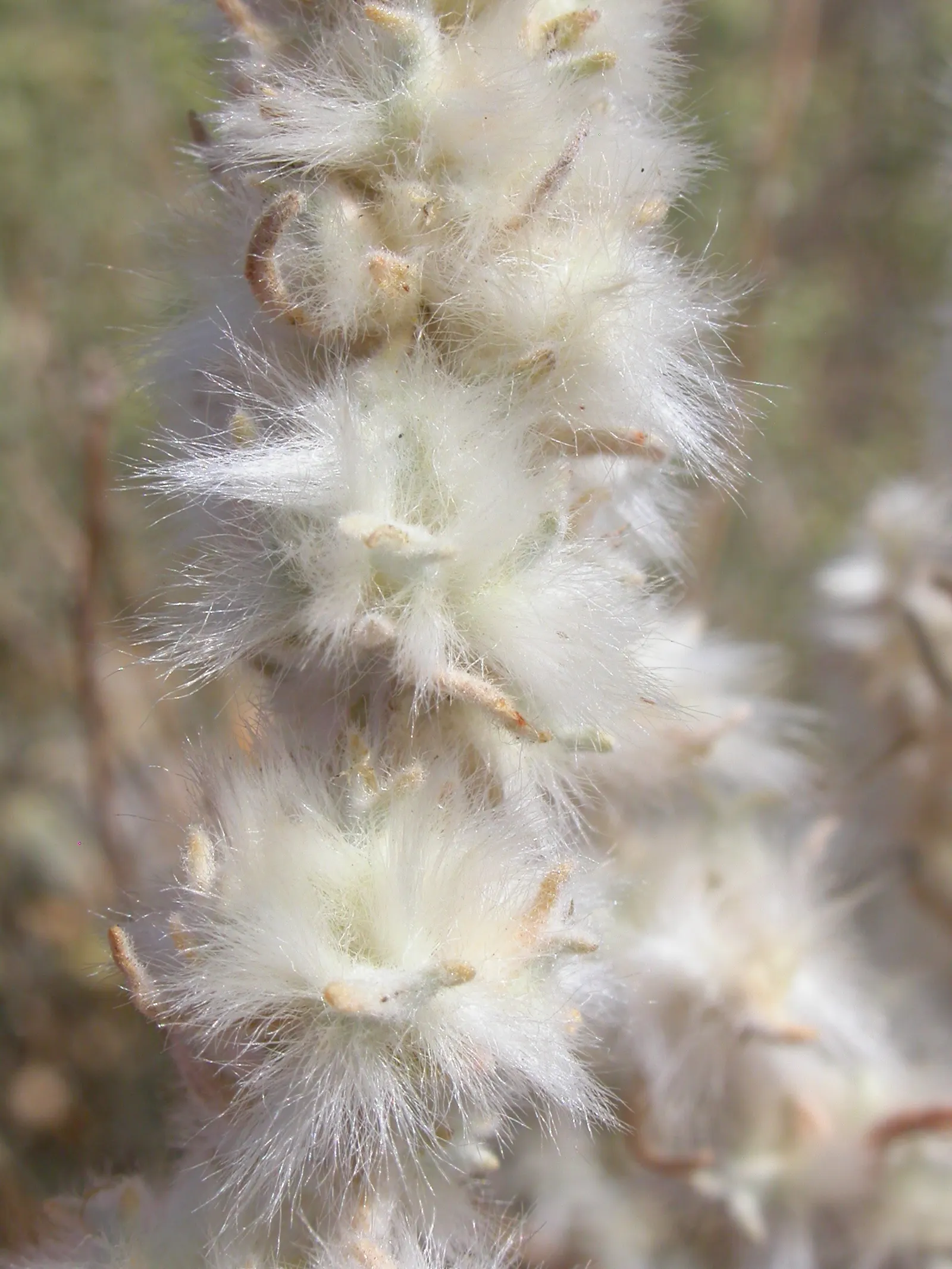 Desert Winterfat (Krascheninnikovia Lanata) — creating an ethereal effect.<br><br>Well-adapted to USDA Hardiness Zones 4 to 9; these seed heads are