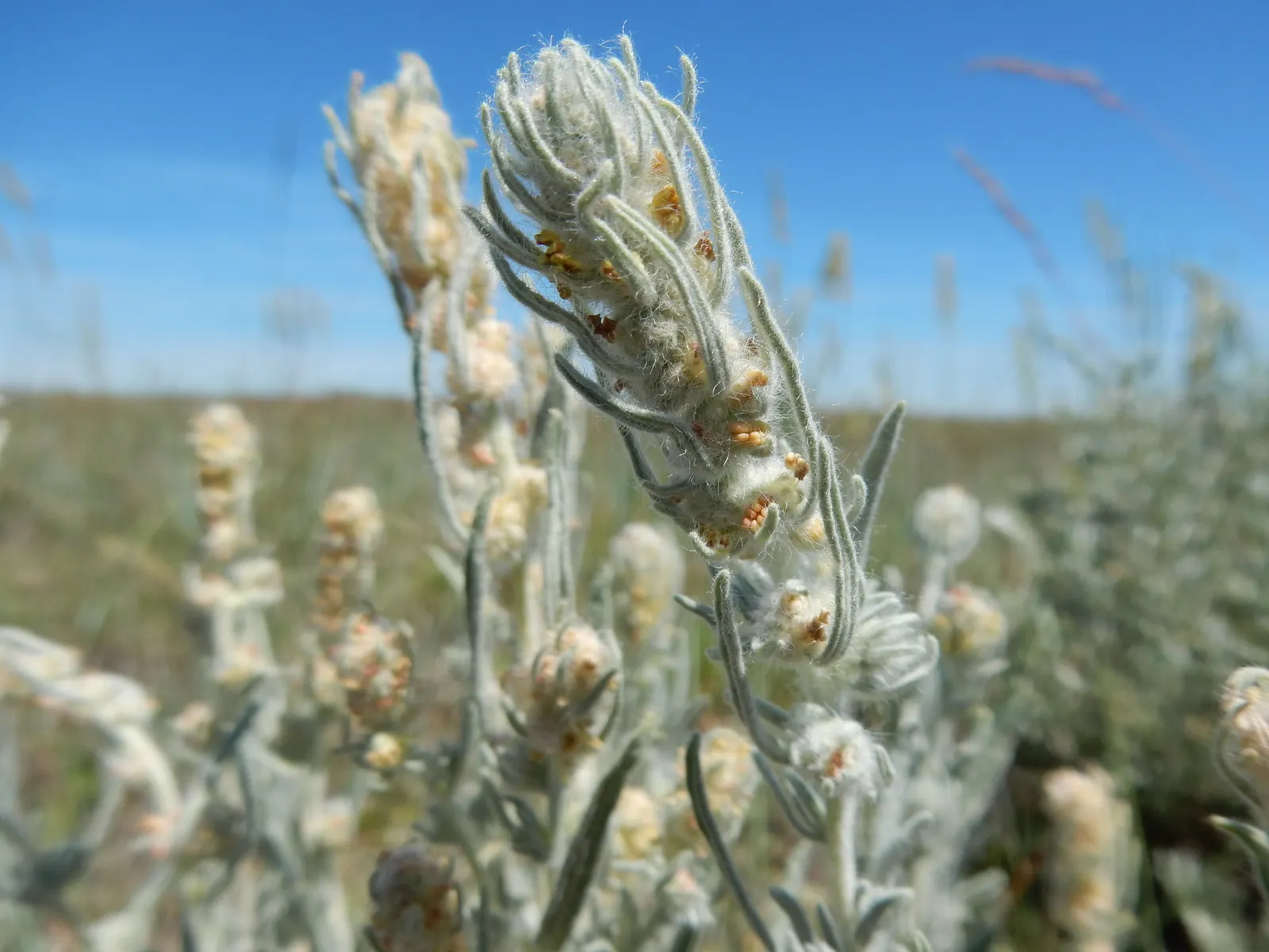 Desert Winterfat (Krascheninnikovia Lanata) — It is an excellent choice for xeriscaping as it requires minimal supplemental watering once established; is a