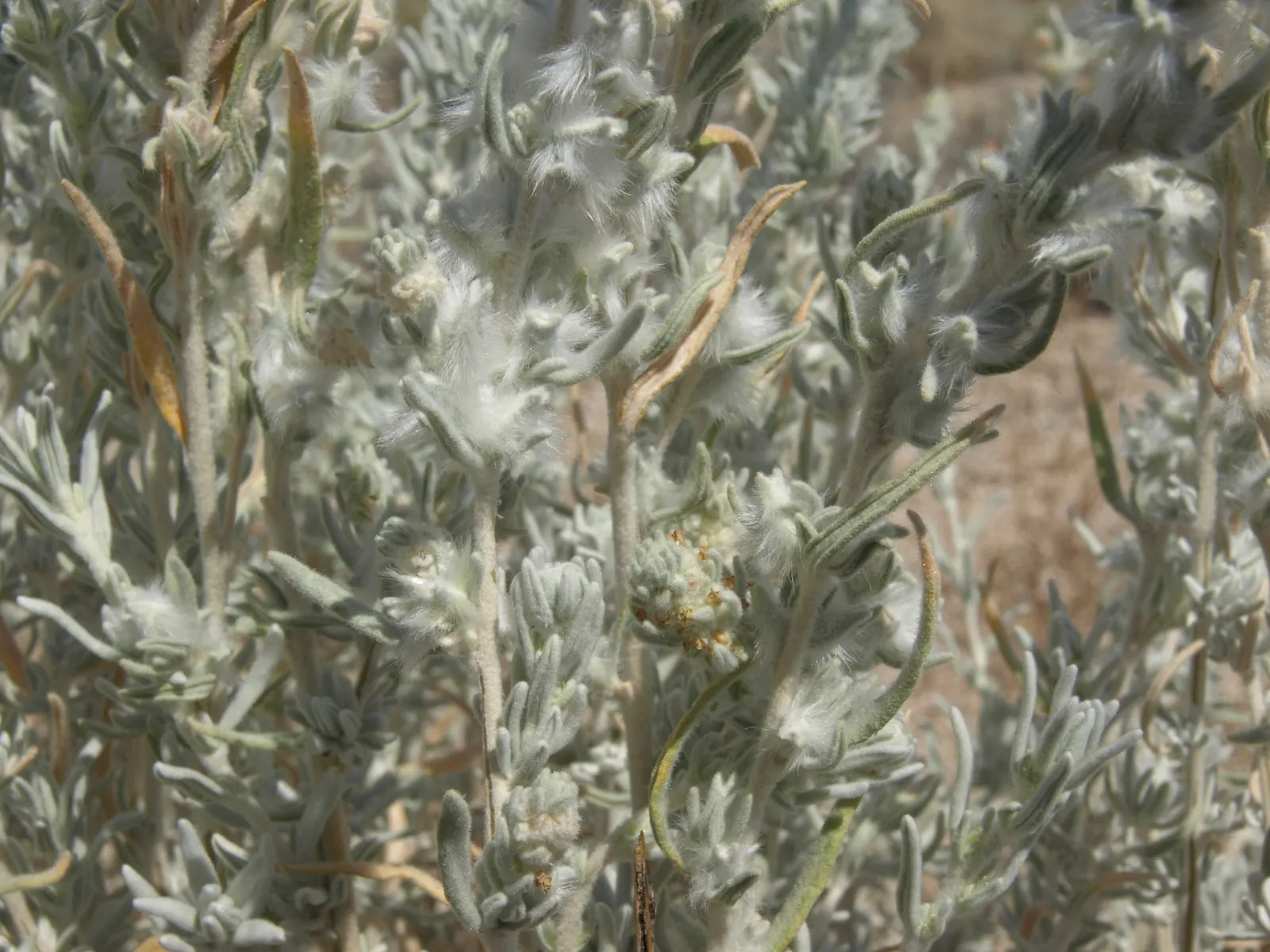 Desert Winterfat (Krascheninnikovia Lanata) — Krascheninnikovia lanata thrives in full sun exposure and prefers well-drained soils