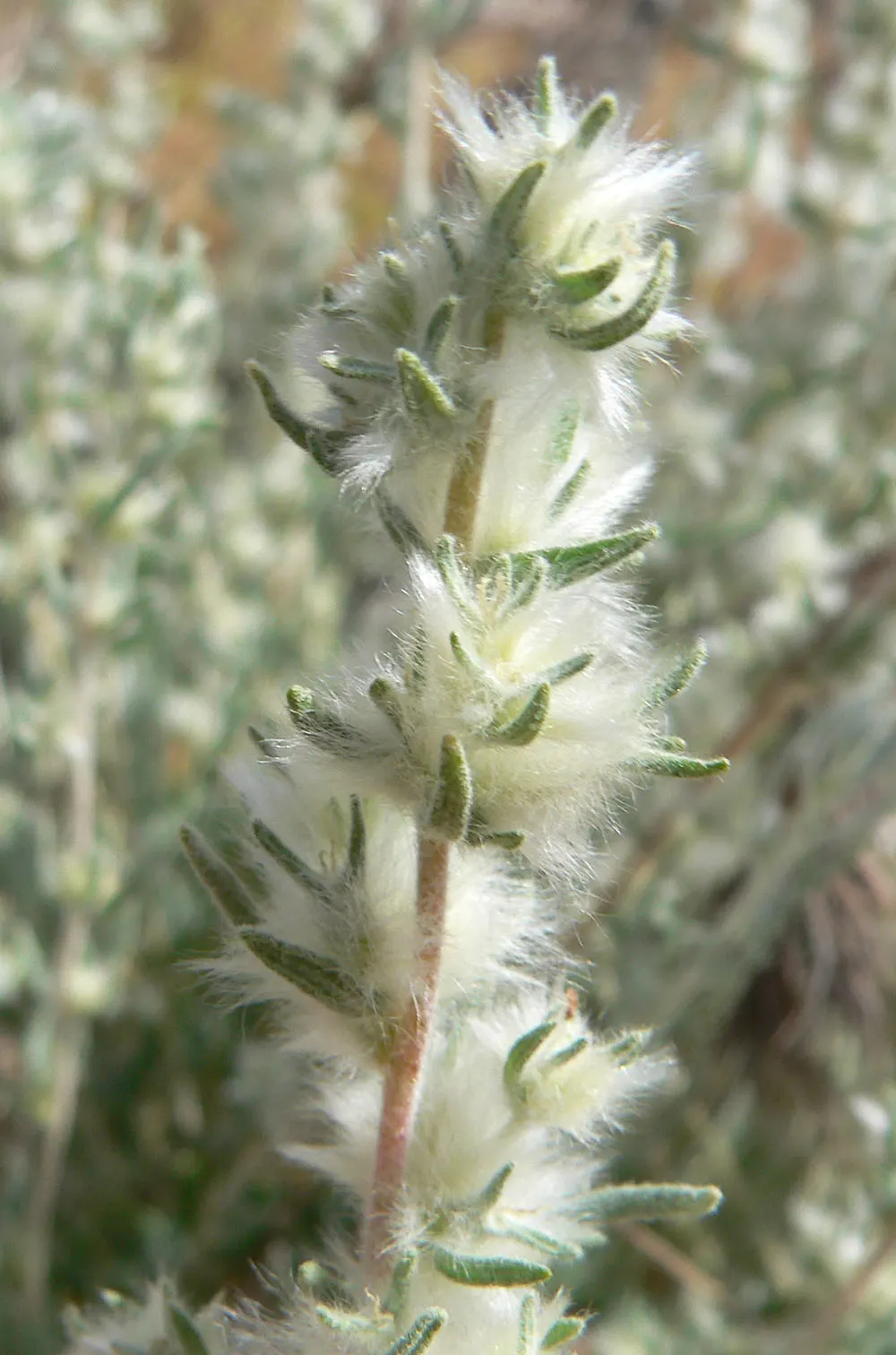 Desert Winterfat (Krascheninnikovia Lanata) — providing food and shelter