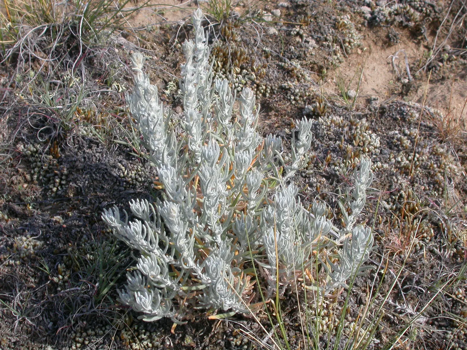 Desert Winterfat (Krascheninnikovia Lanata) — It's prized for its silvery foliage and ability to thrive in arid conditions (USDA zones 4-9); grass with white