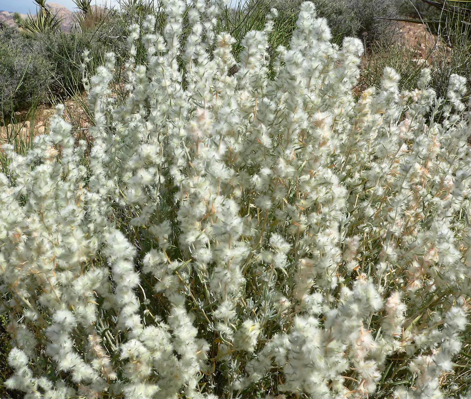 Desert Winterfat (Krascheninnikovia Lanata) — It is an excellent choice for xeriscaping as it requires minimal supplemental watering once established