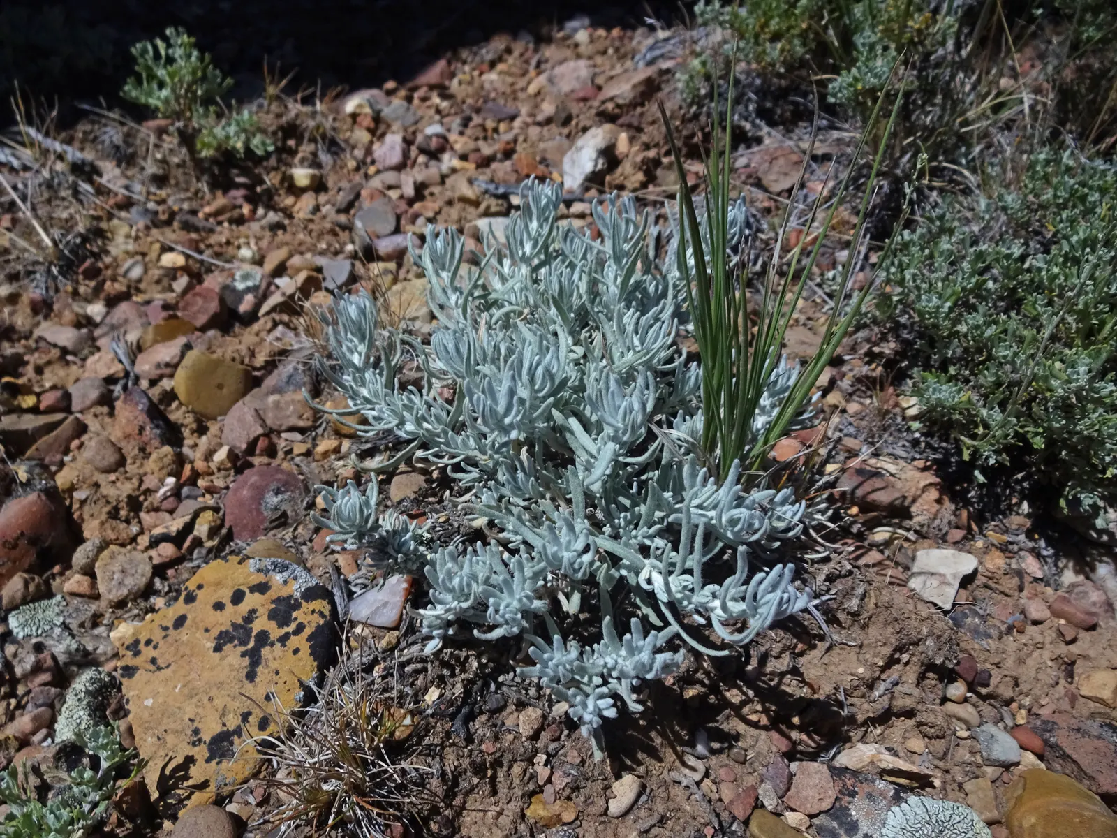 Desert Winterfat (Krascheninnikovia Lanata) — is a perennial shrub that brings both visual interest and hardiness to any arid landscape design; this